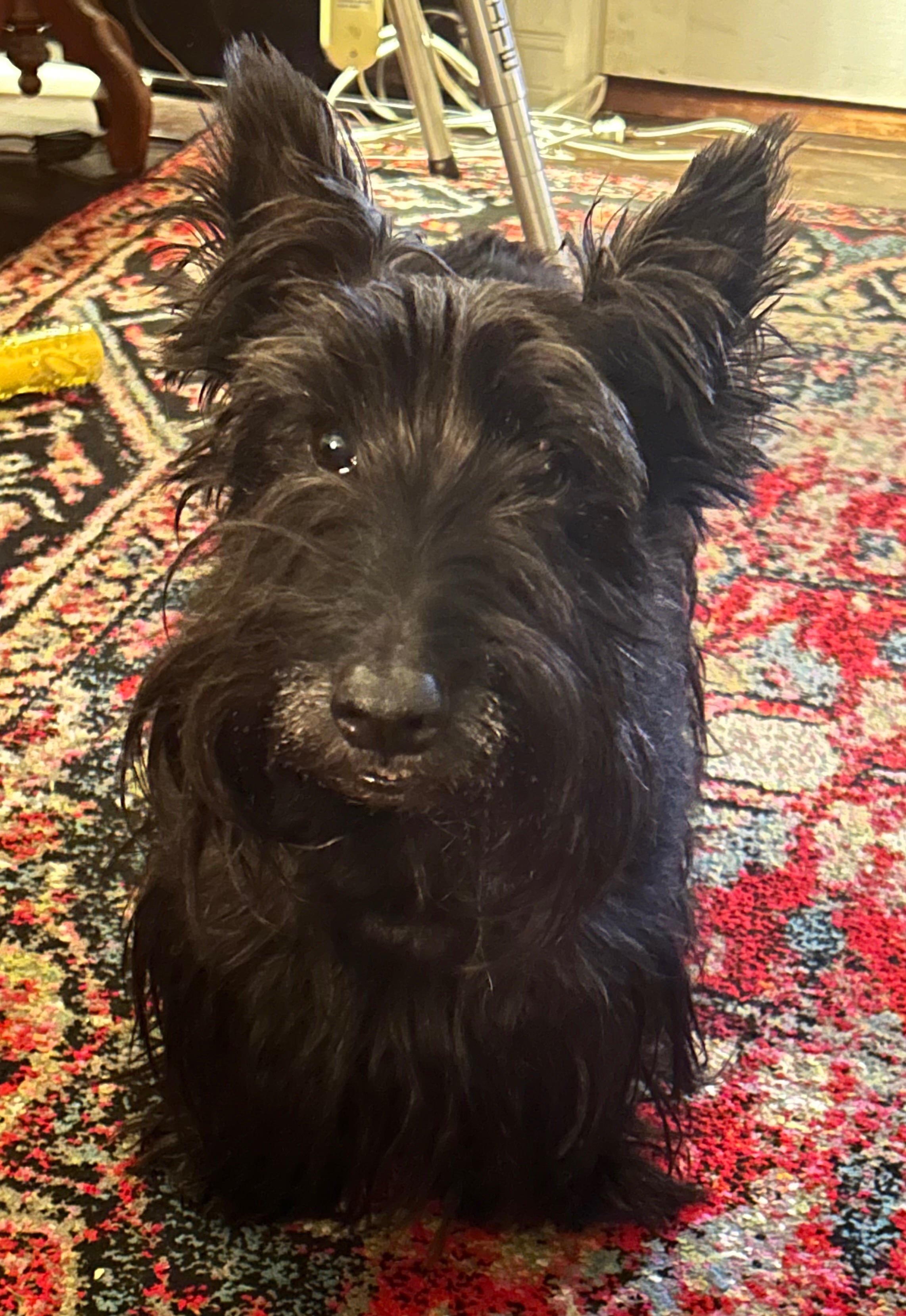 Help Logan Recover After Dog Attack campaign photo, 2 of 8