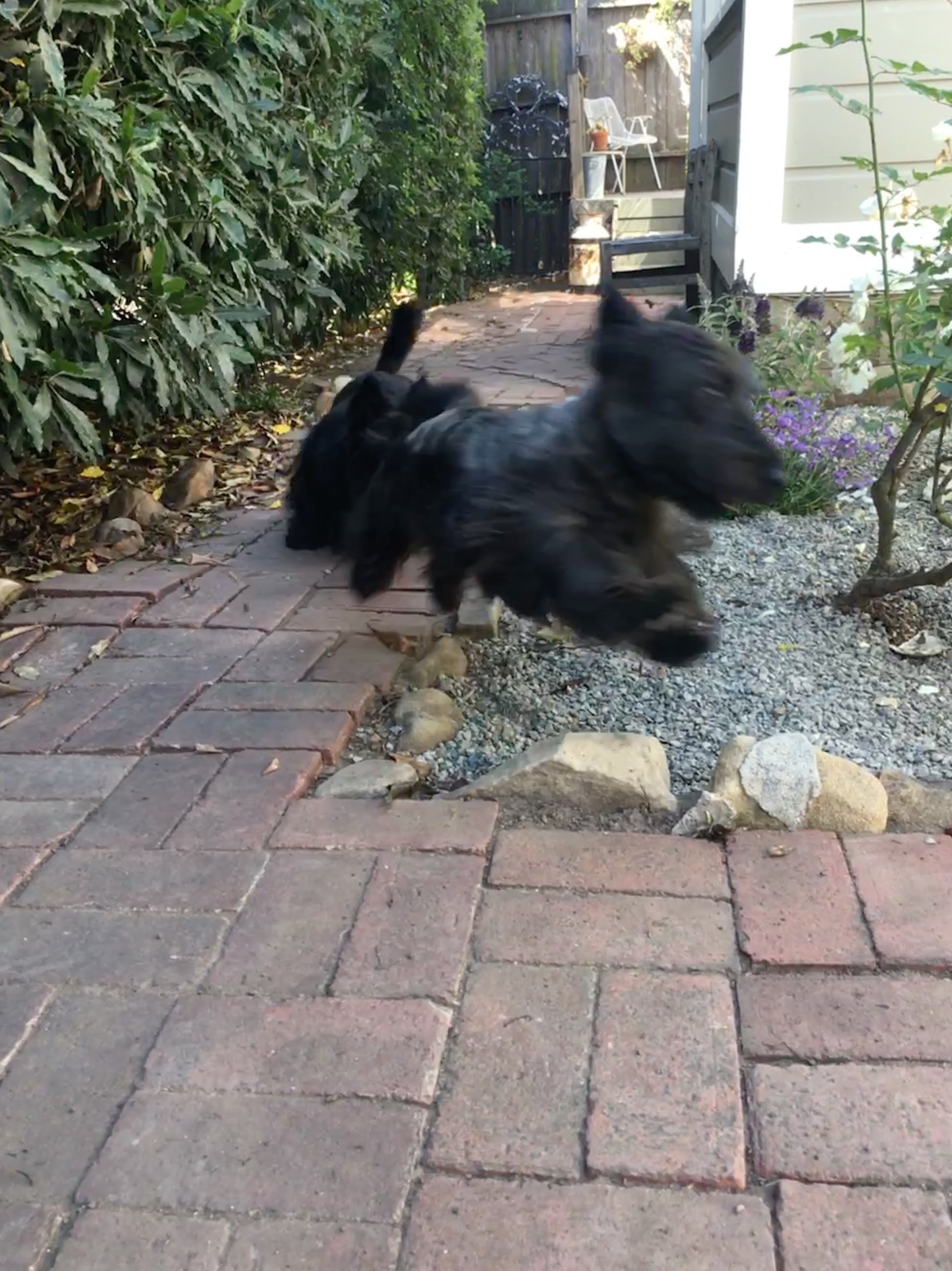 Help Logan Recover After Dog Attack campaign photo, 4 of 8