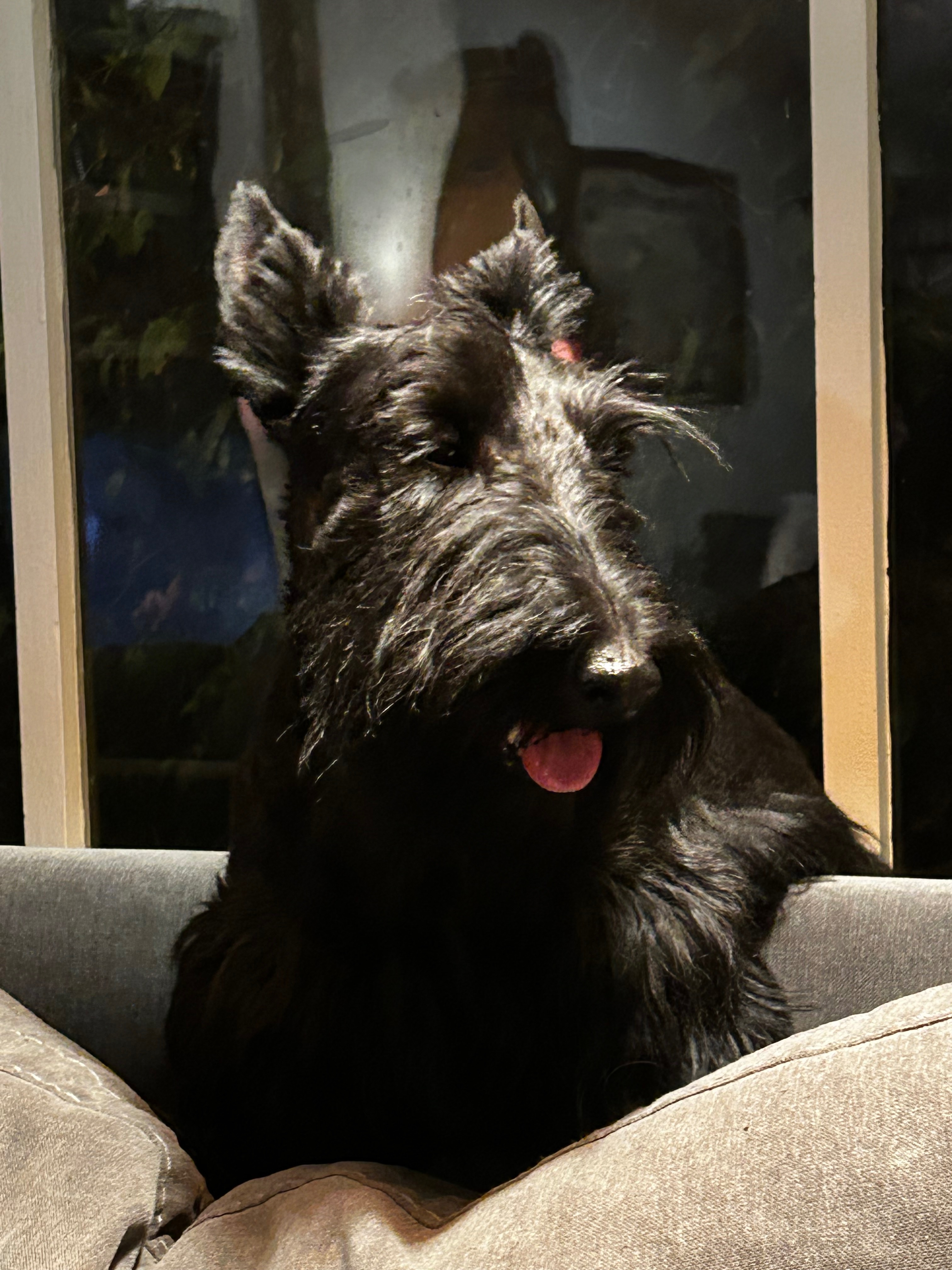 Help Logan Recover After Dog Attack campaign photo, 5 of 8