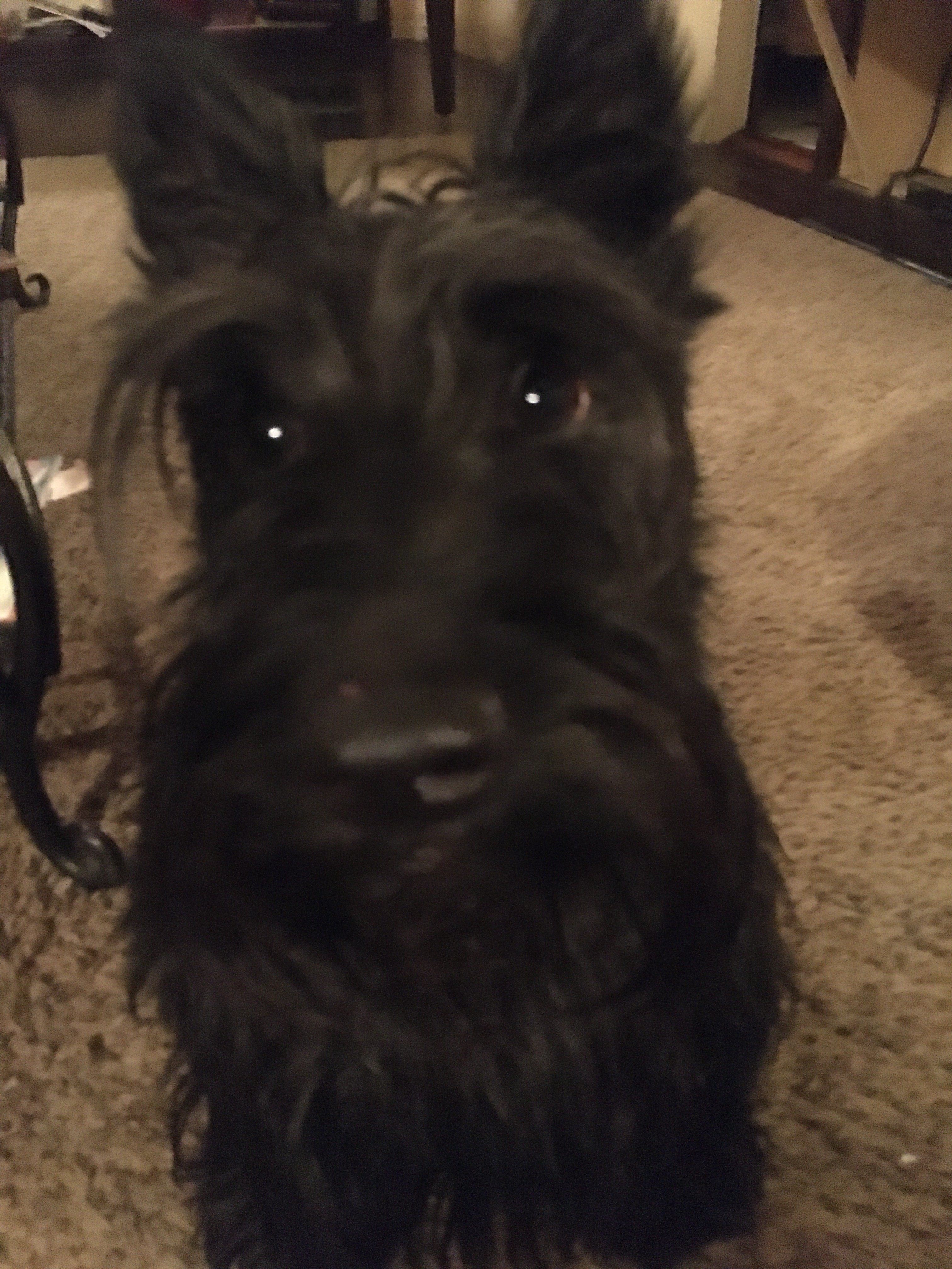 Help Logan Recover After Dog Attack campaign photo, 6 of 8