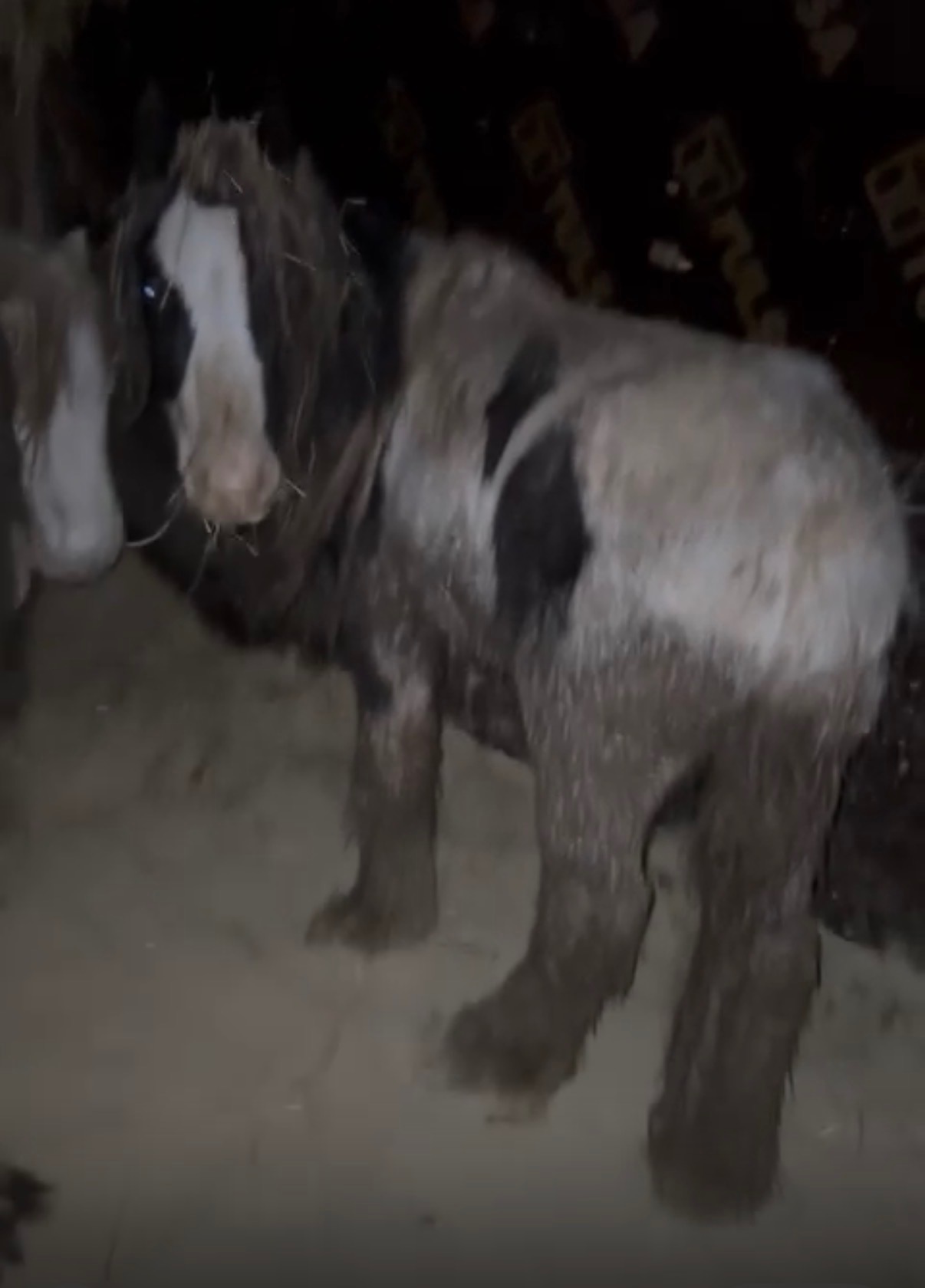 Urgent Help Needed for X4 Rescued pony’s ❤️ campaign photo, 6 of 7