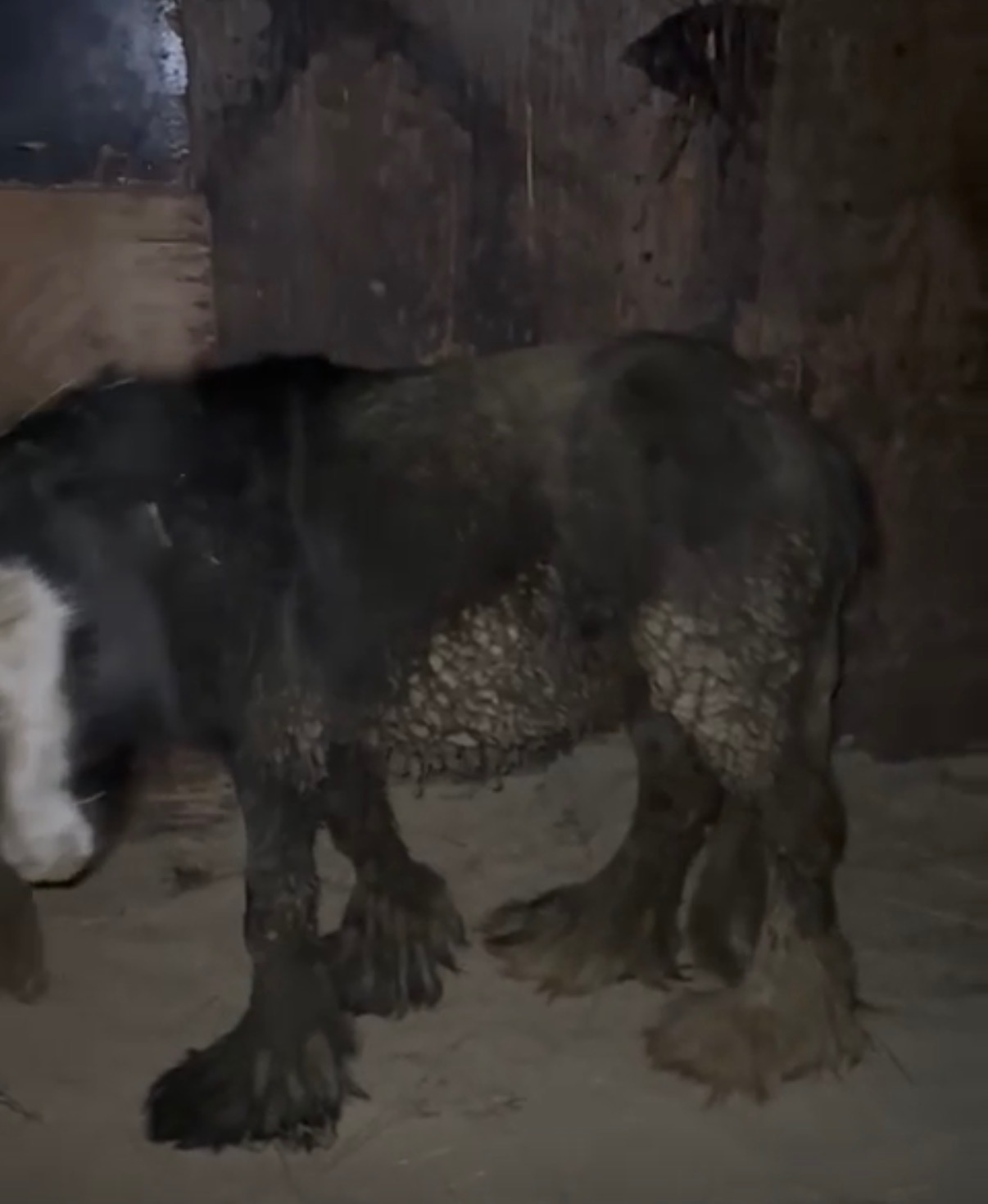 Urgent Help Needed for X4 Rescued pony’s ❤️ campaign photo, 2 of 7