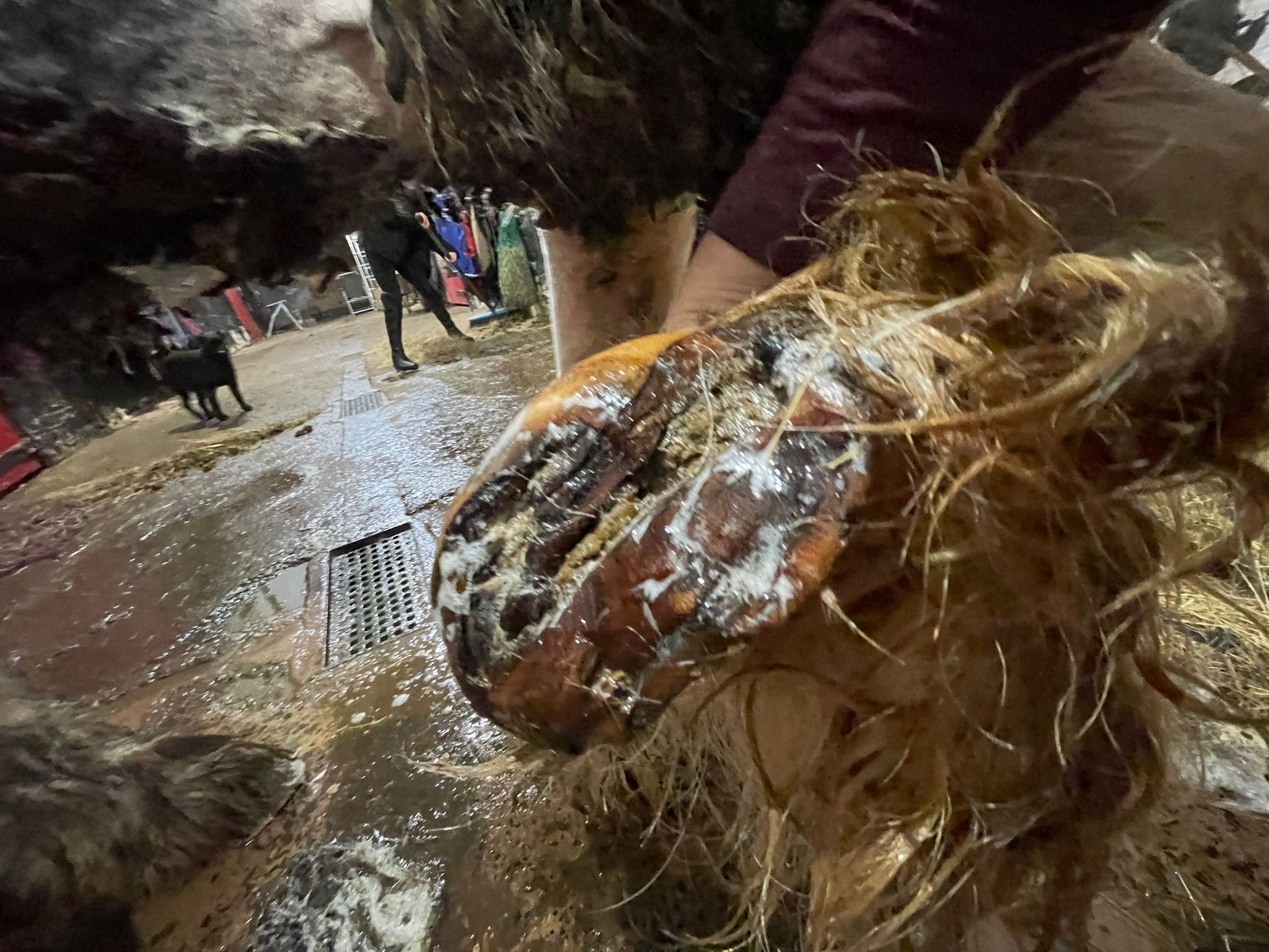 Urgent Help Needed for X4 Rescued pony’s ❤️ campaign photo, 4 of 7