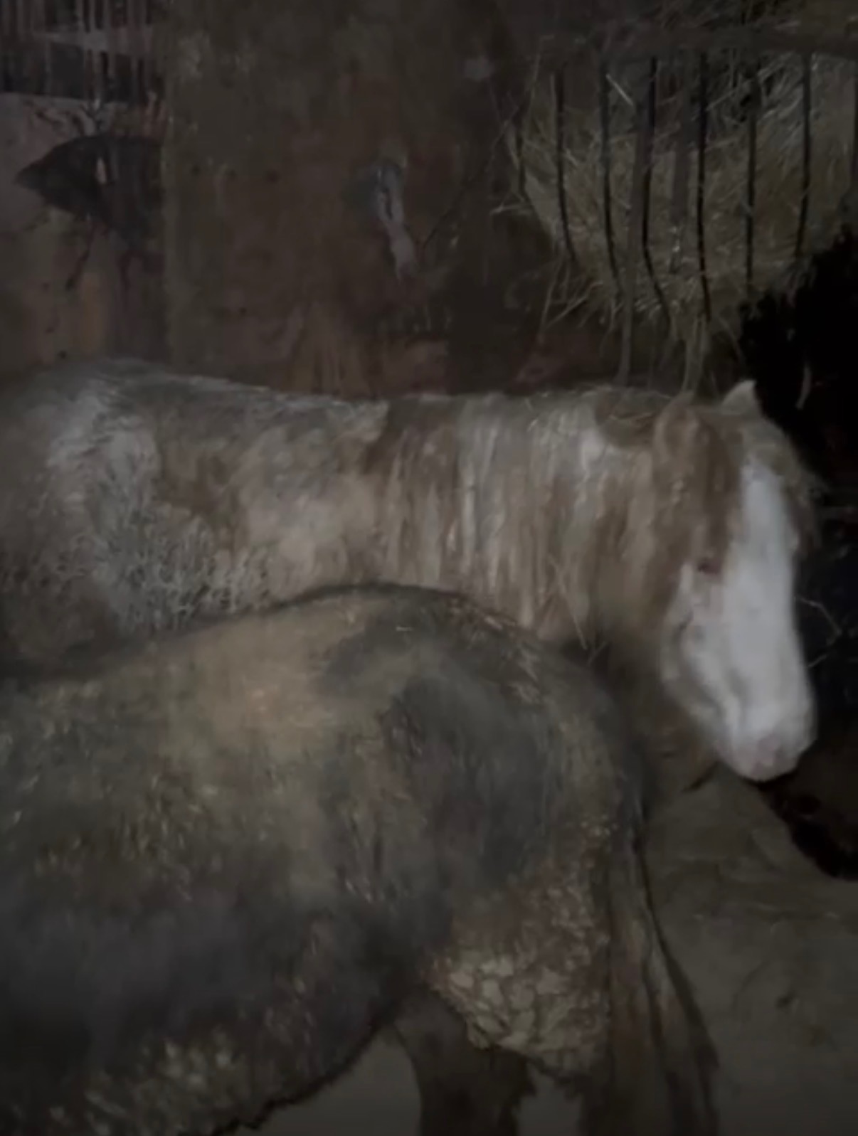 Urgent Help Needed for X4 Rescued pony’s ❤️ campaign photo, 5 of 7
