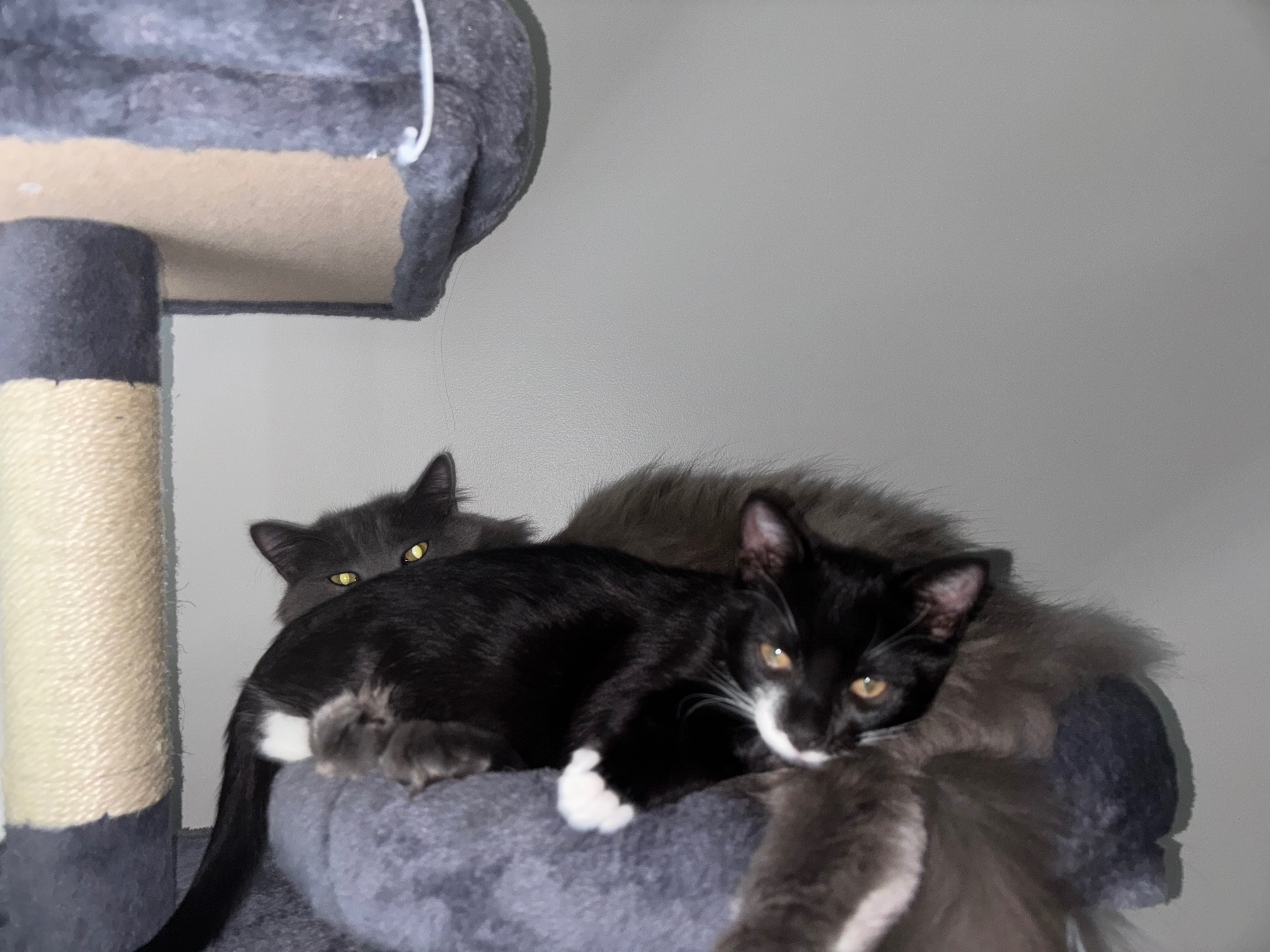 Help Soot the Kitten Receive Care for FIP campaign photo, 7 of 8