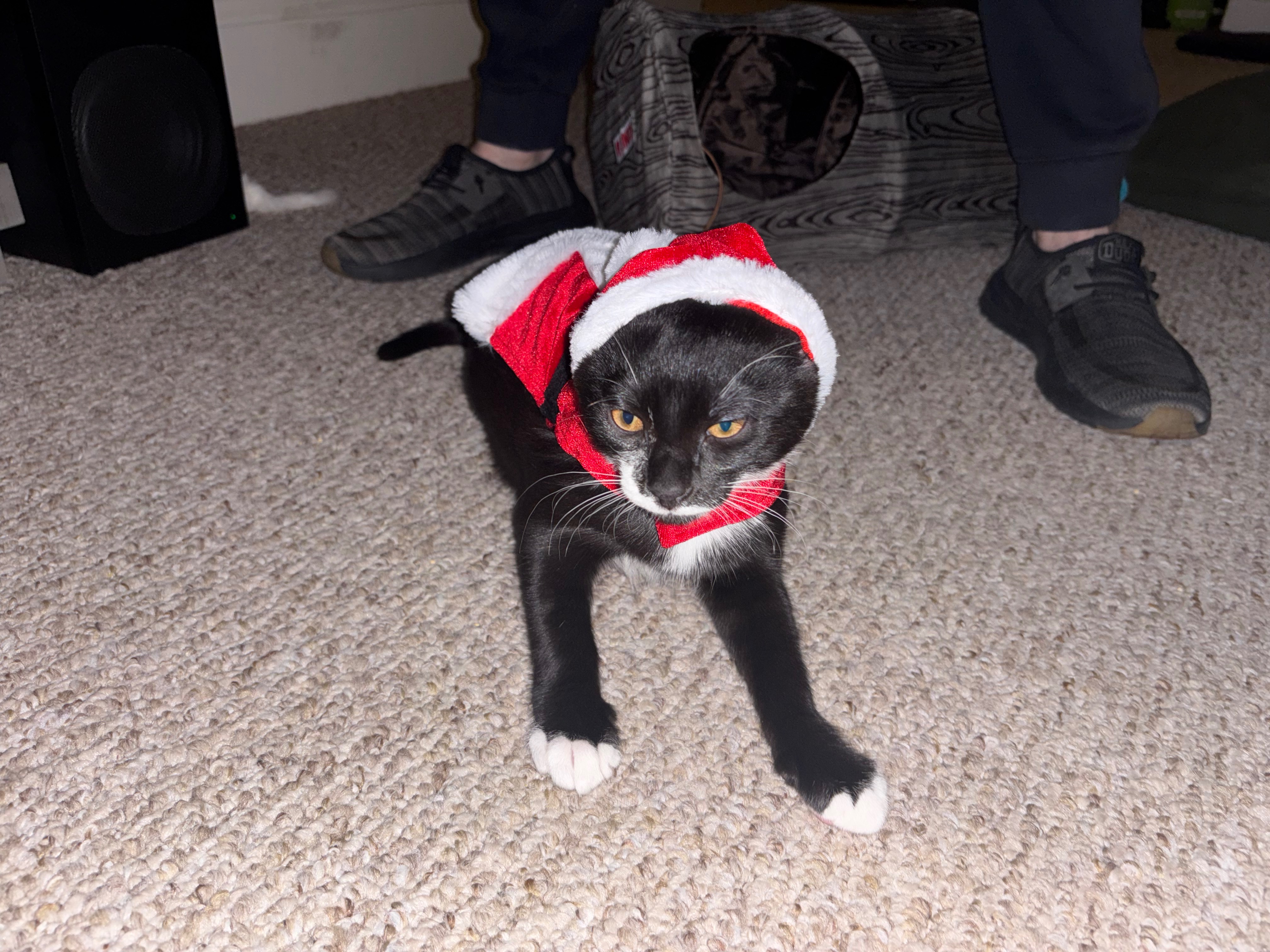 Help Soot the Kitten Receive Care for FIP campaign photo, 2 of 8
