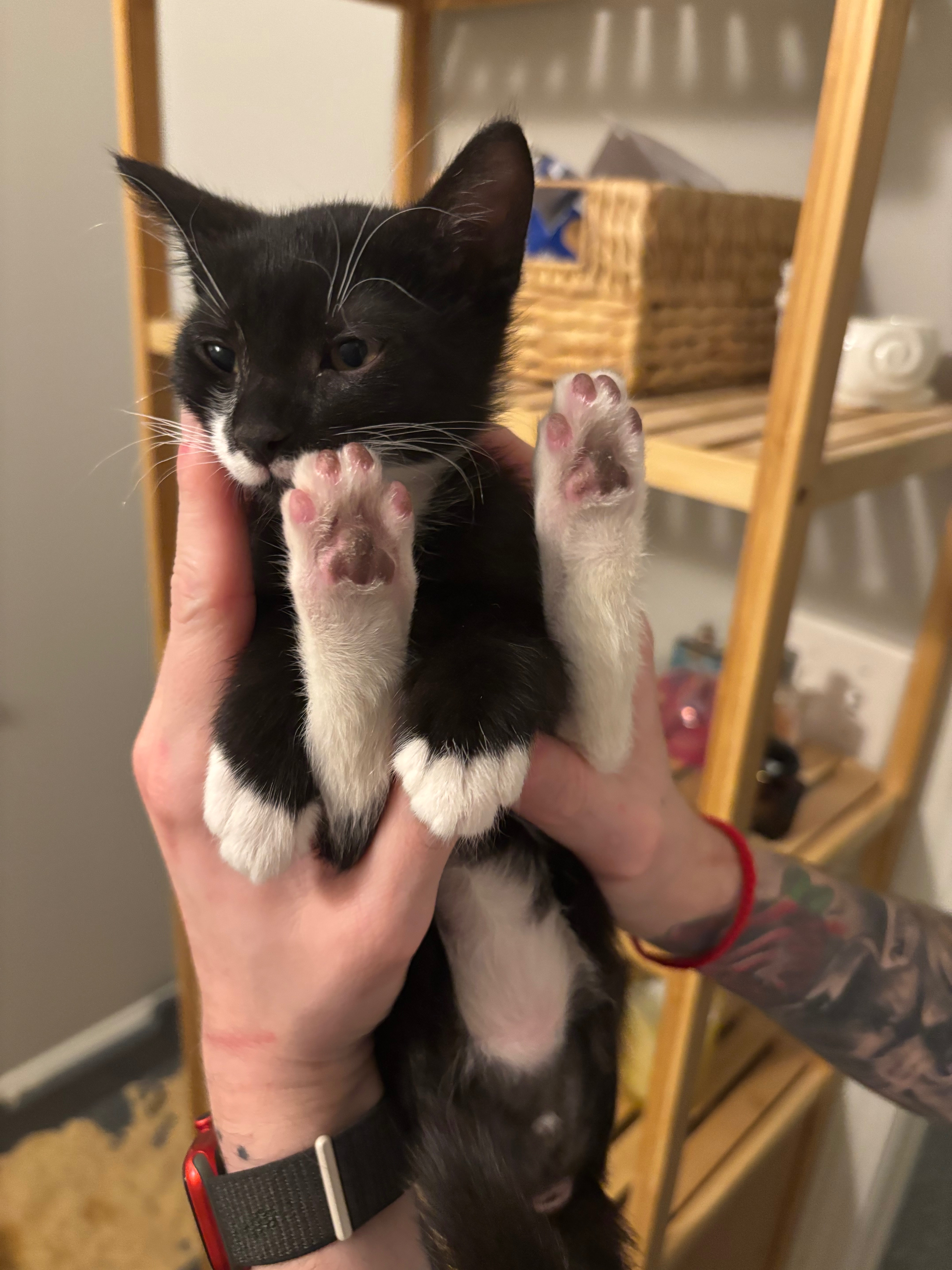 Help Soot the Kitten Receive Care for FIP campaign photo, 4 of 8