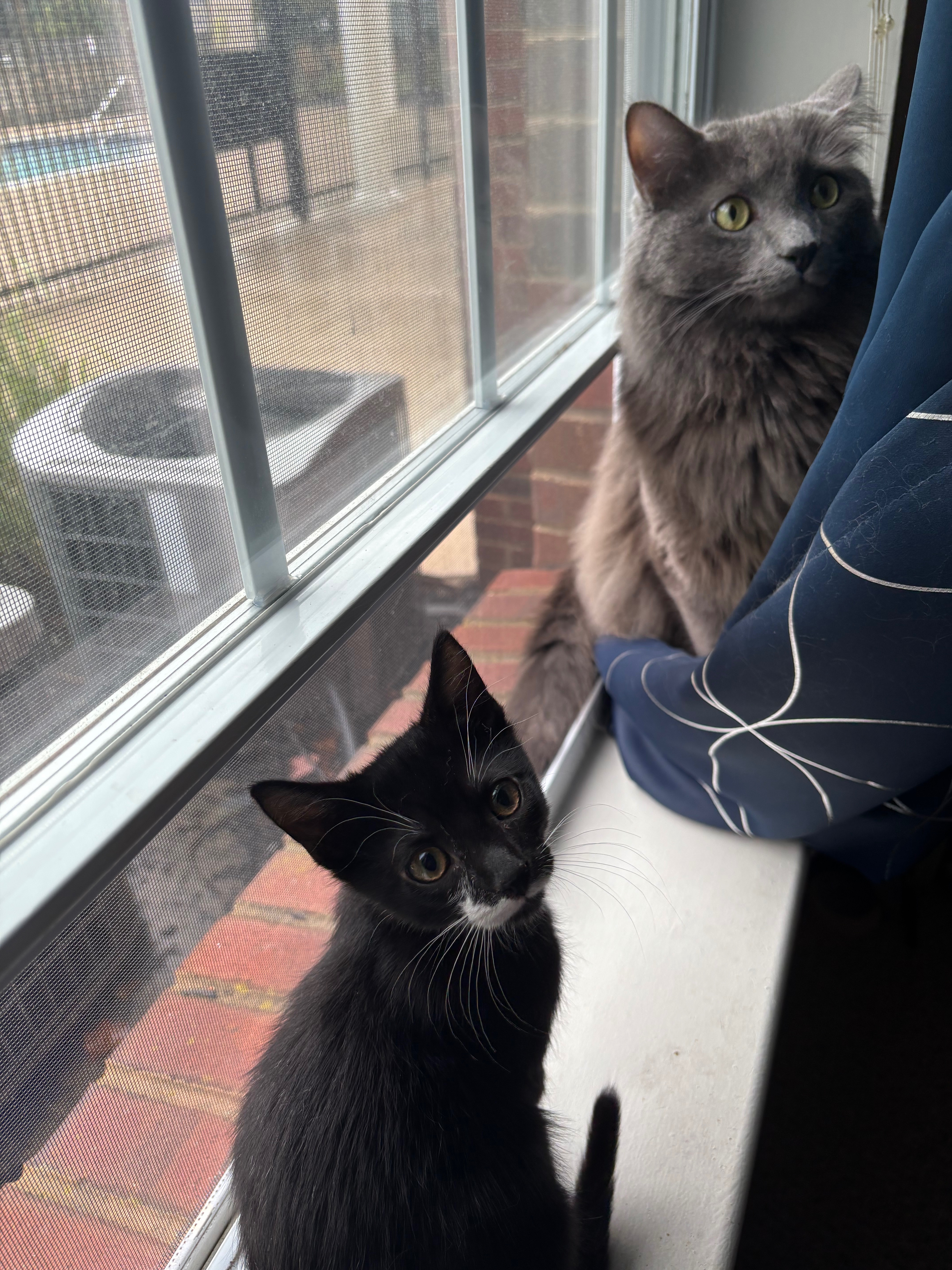 Help Soot the Kitten Receive Care for FIP campaign photo, 5 of 8