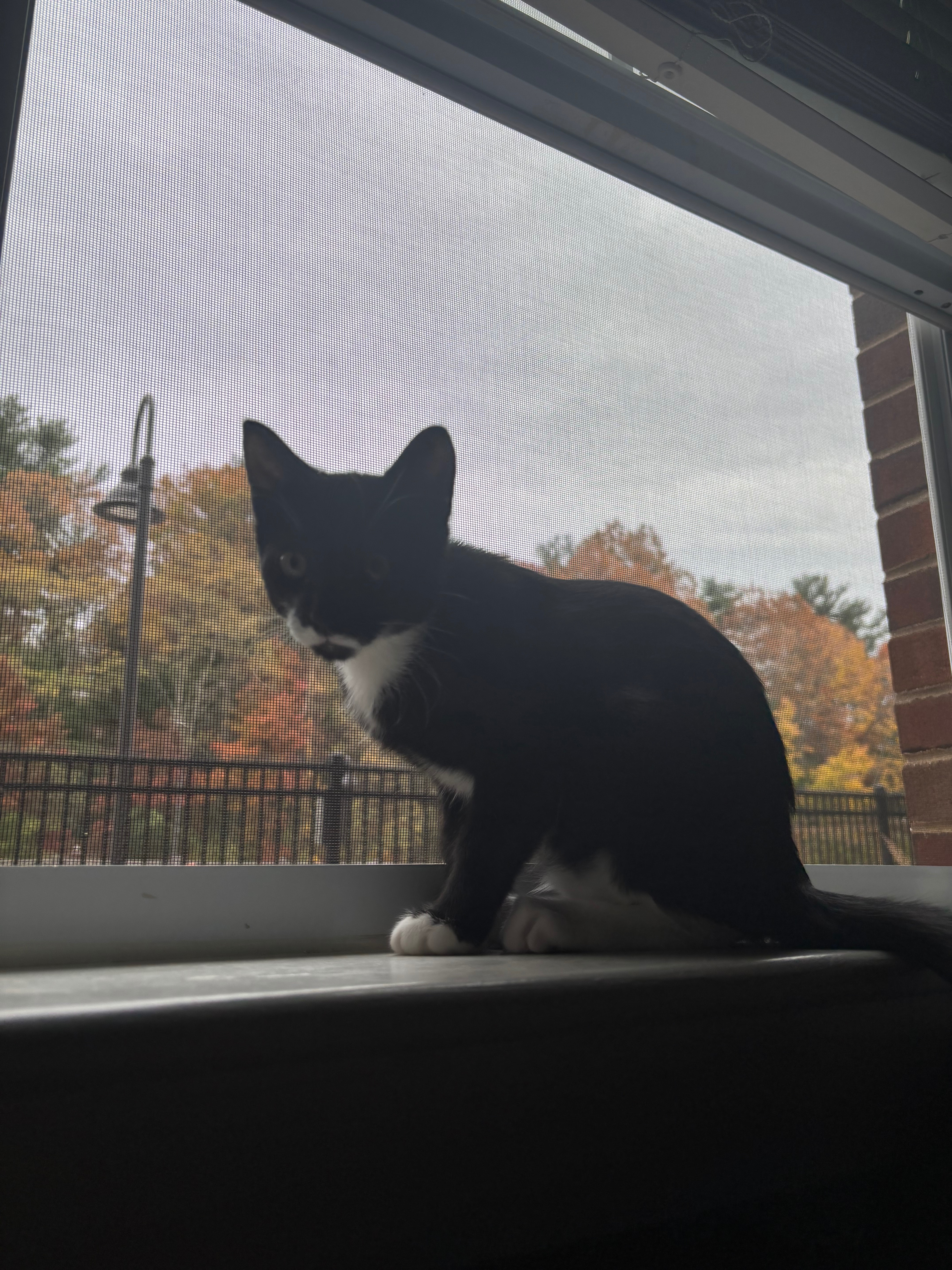 Help Soot the Kitten Receive Care for FIP campaign photo, 6 of 8