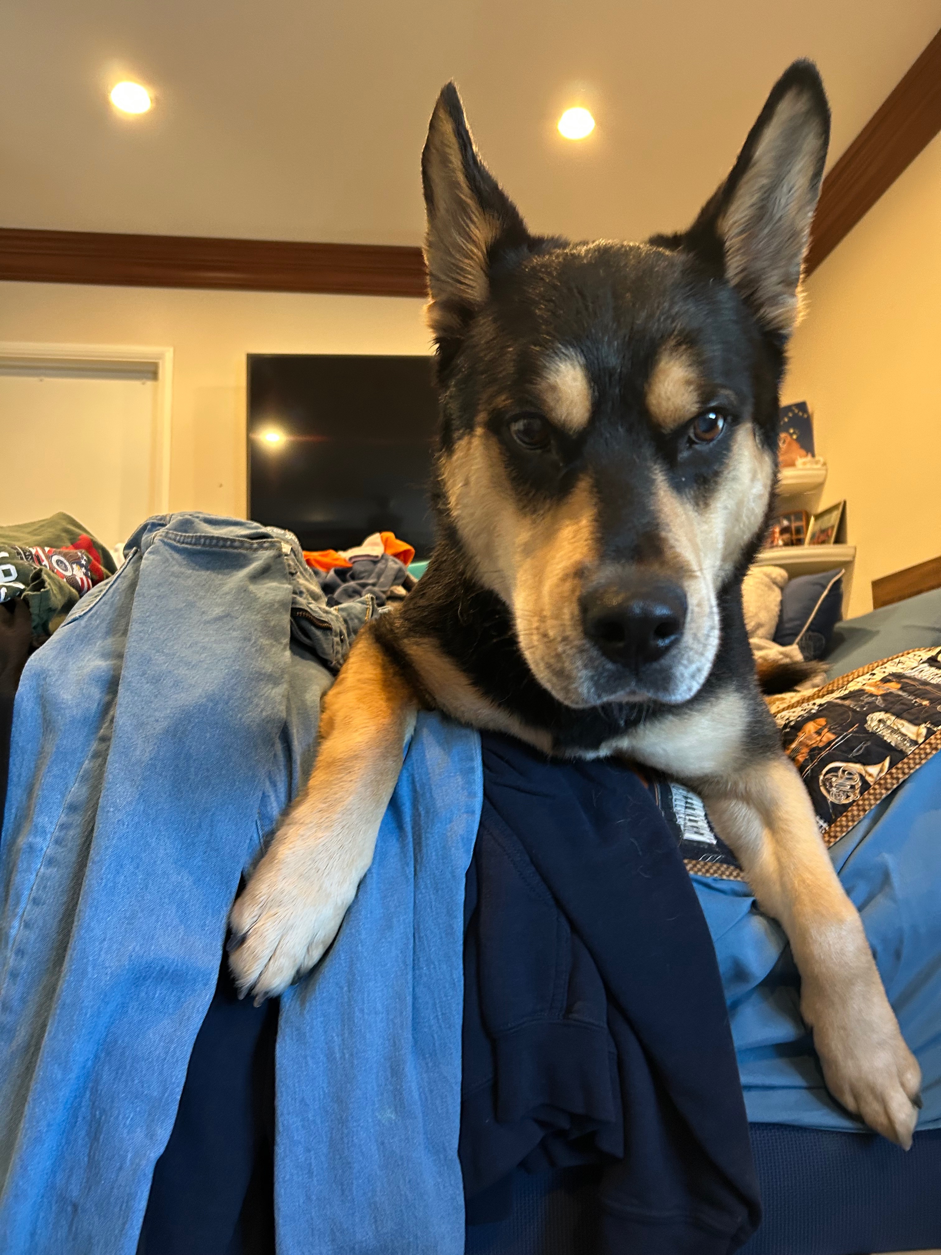 Help Lincoln Live Pain-Free: Urgent Surgery Needed campaign photo, 6 of 7