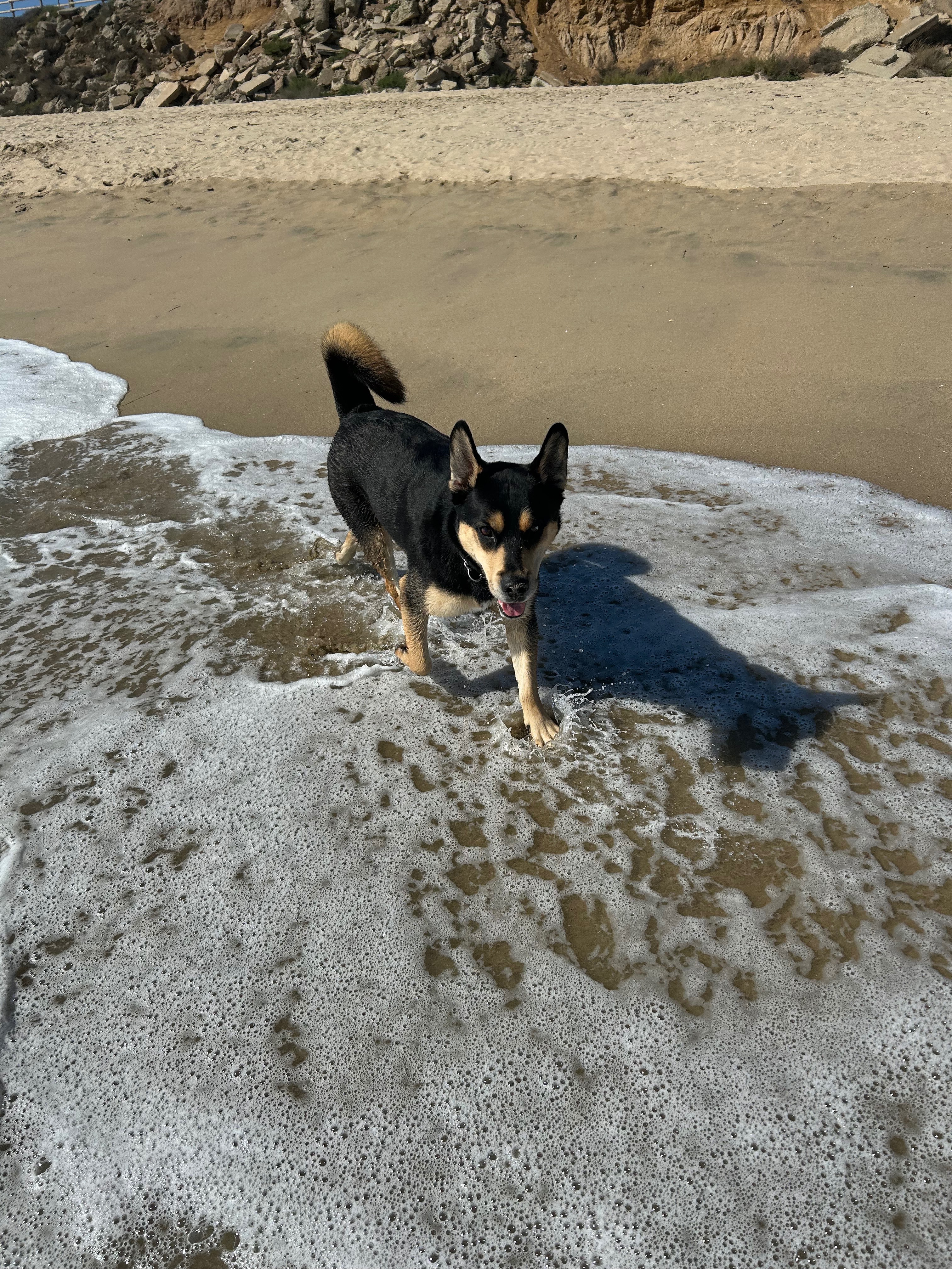 Help Lincoln Live Pain-Free: Urgent Surgery Needed campaign photo, 5 of 7