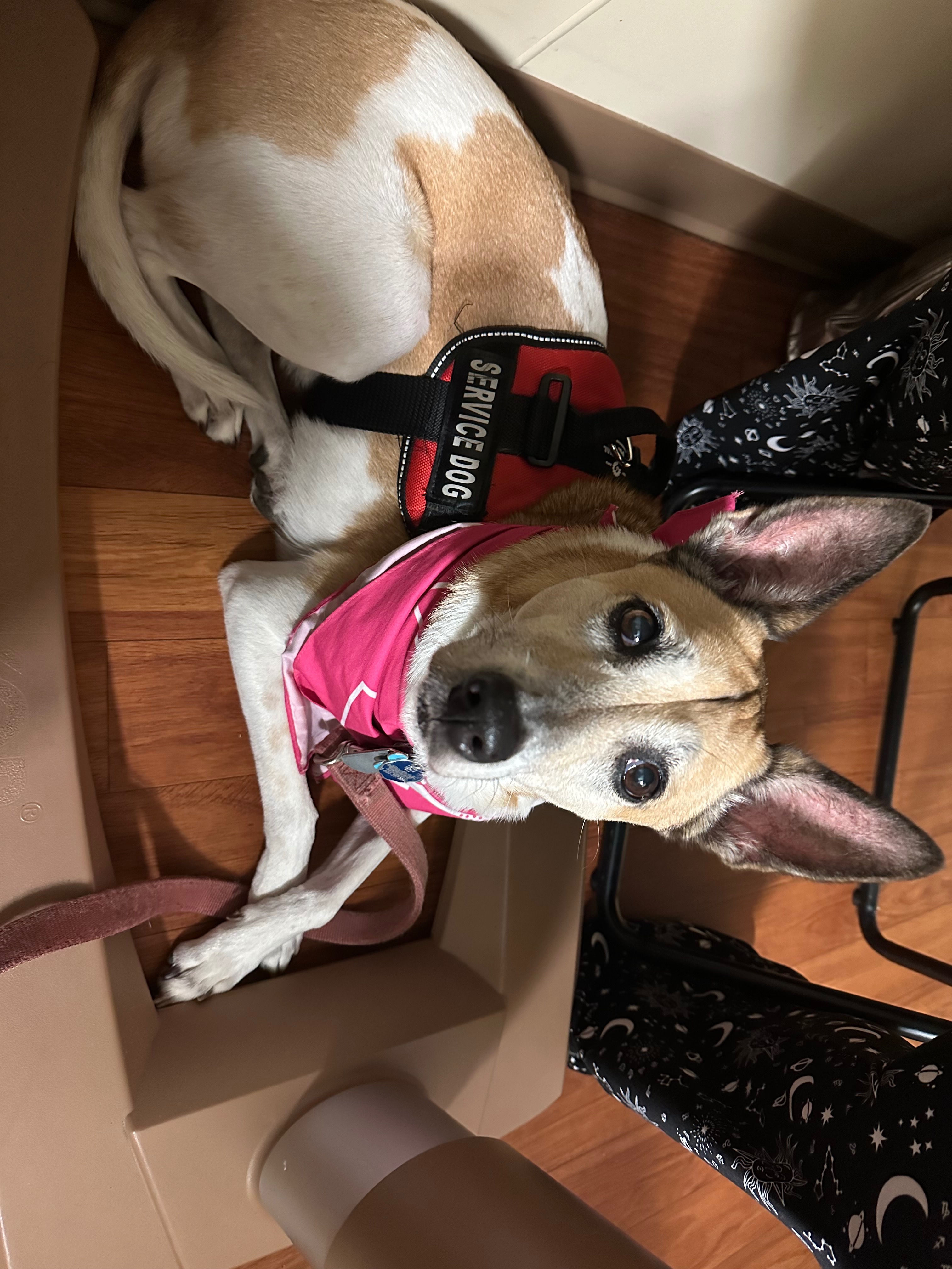 Help Stacey Honor Charlii & Continue Her Journey campaign photo, 2 of 8