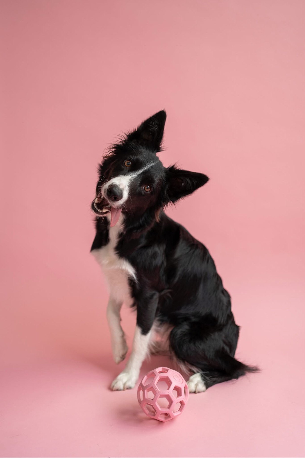 Help Sprinkles Heal: Emergency Vet Care Needed campaign photo, 2 of 5