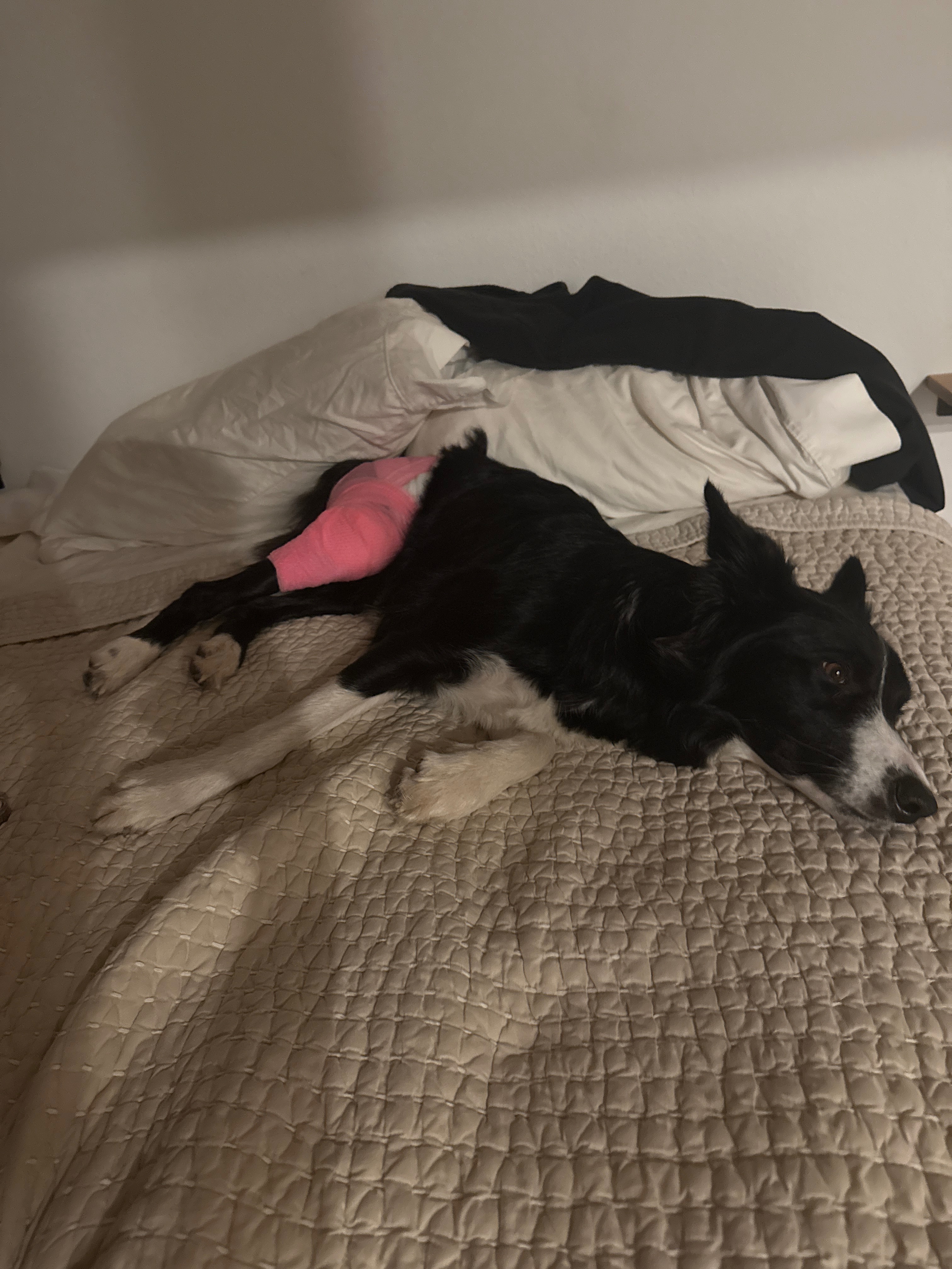 Help Sprinkles Heal: Emergency Vet Care Needed campaign photo, 4 of 5