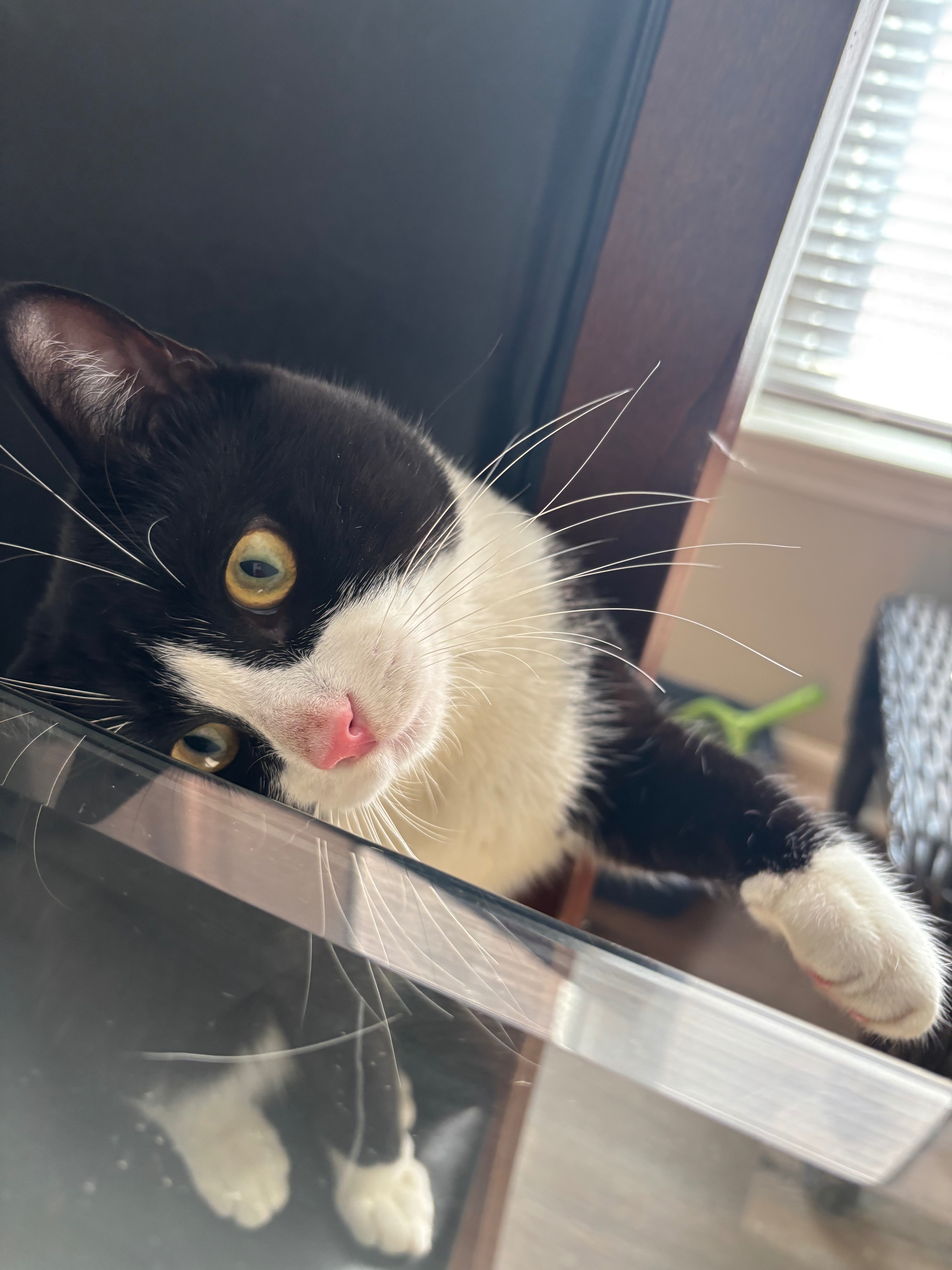 Help My Cat Get Lifesaving Care campaign photo, 2 of 6