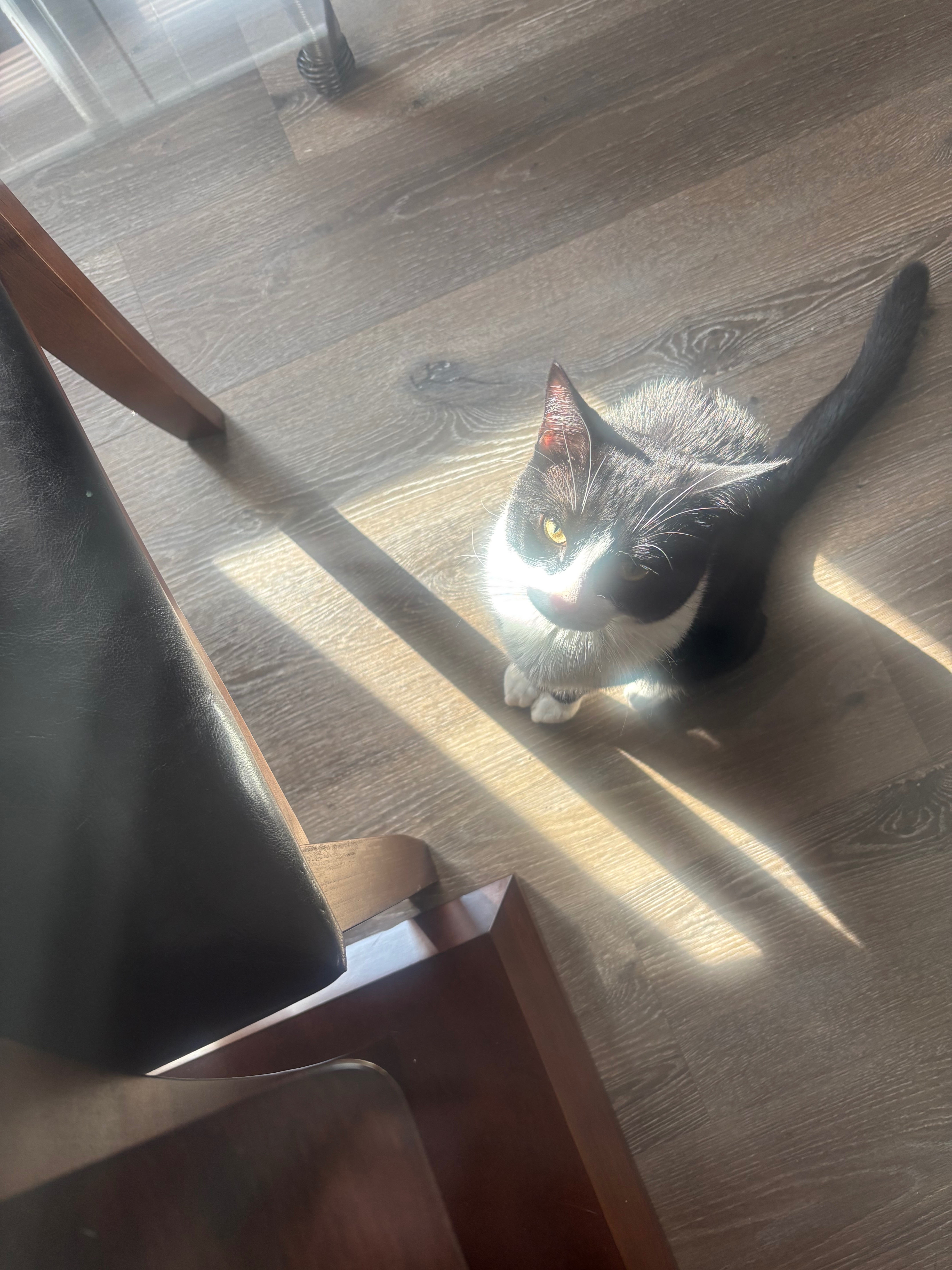 Help My Cat Get Lifesaving Care campaign photo, 4 of 6