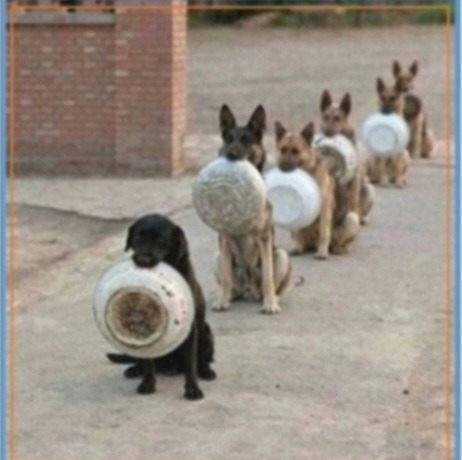 Raccolta pappa per cani e gatti campaign photo, 2 of 4
