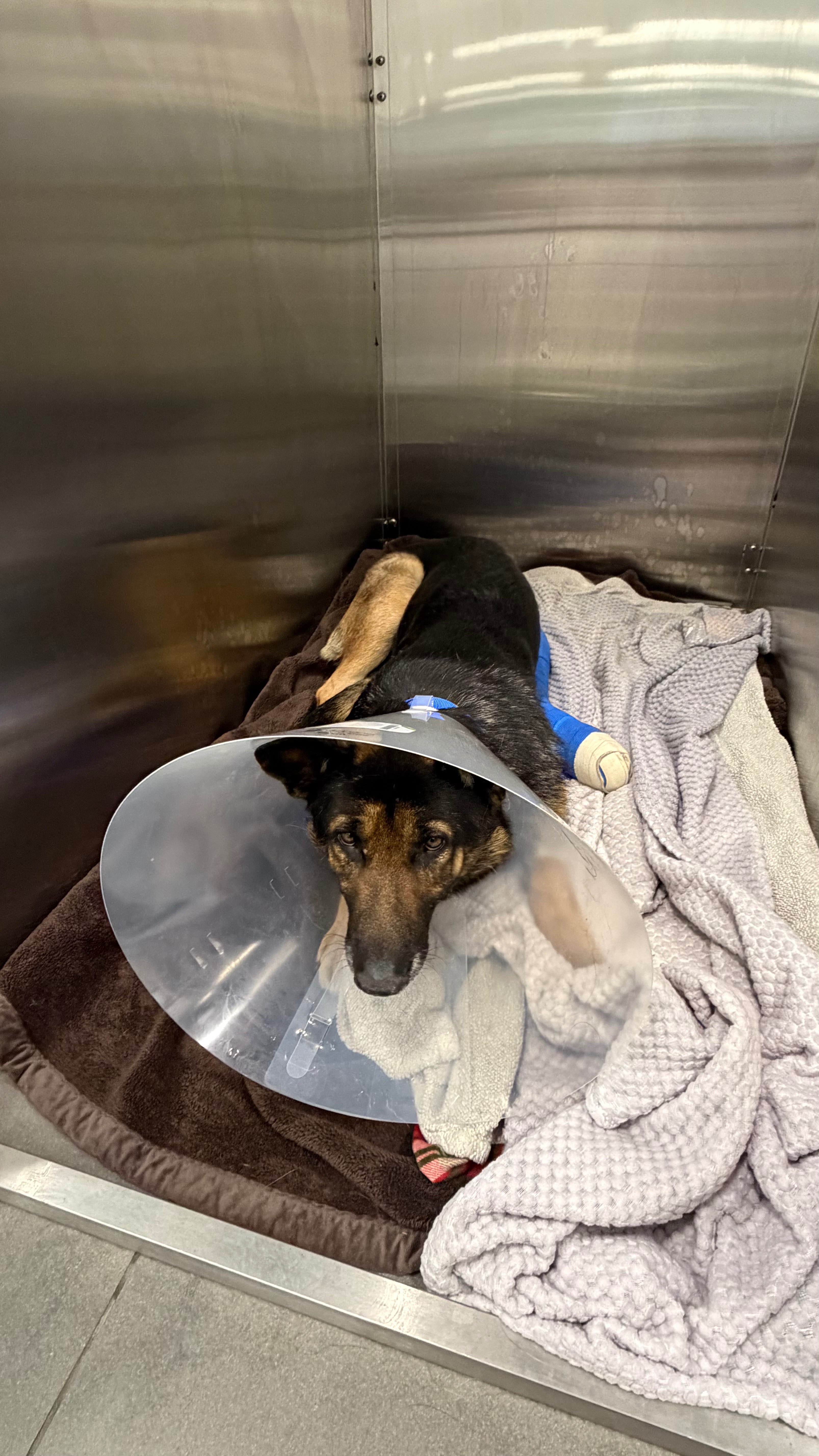 Support Surgery for Injured German Shepherd campaign photo, 4 of 5