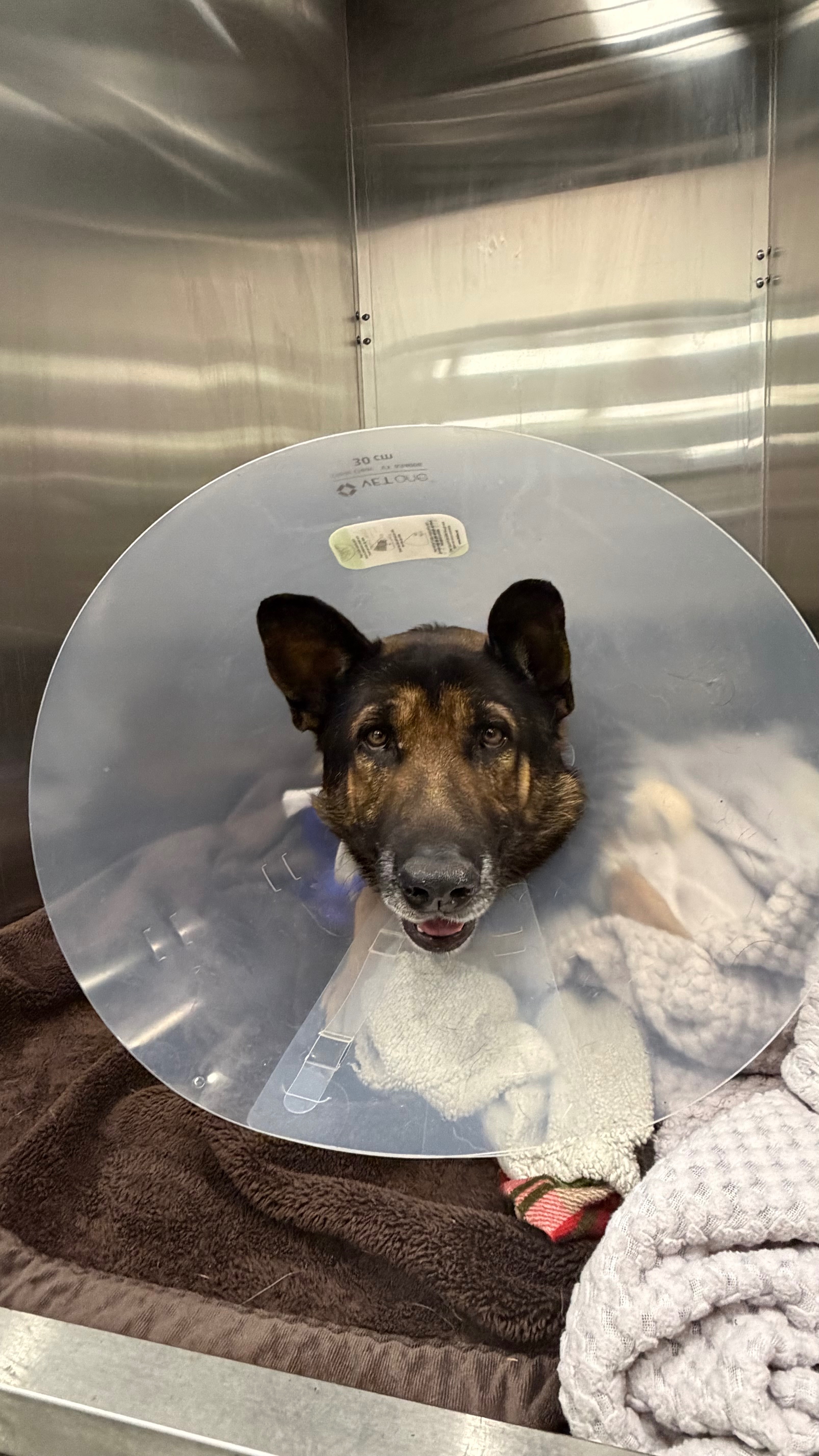 Support Surgery for Injured German Shepherd campaign photo, 2 of 5