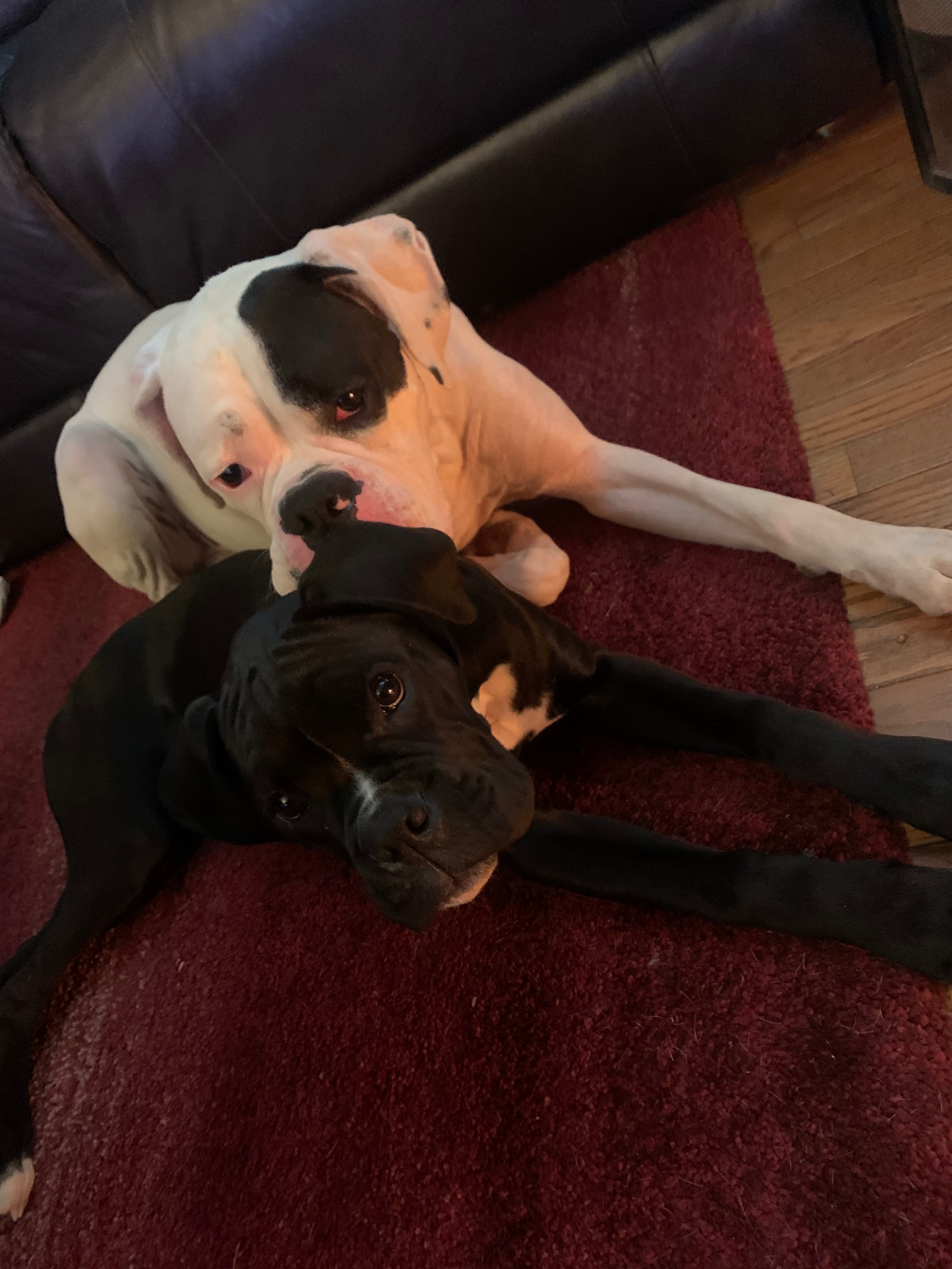 Help Hulk Recover from Emergency Surgery campaign photo, 2 of 8