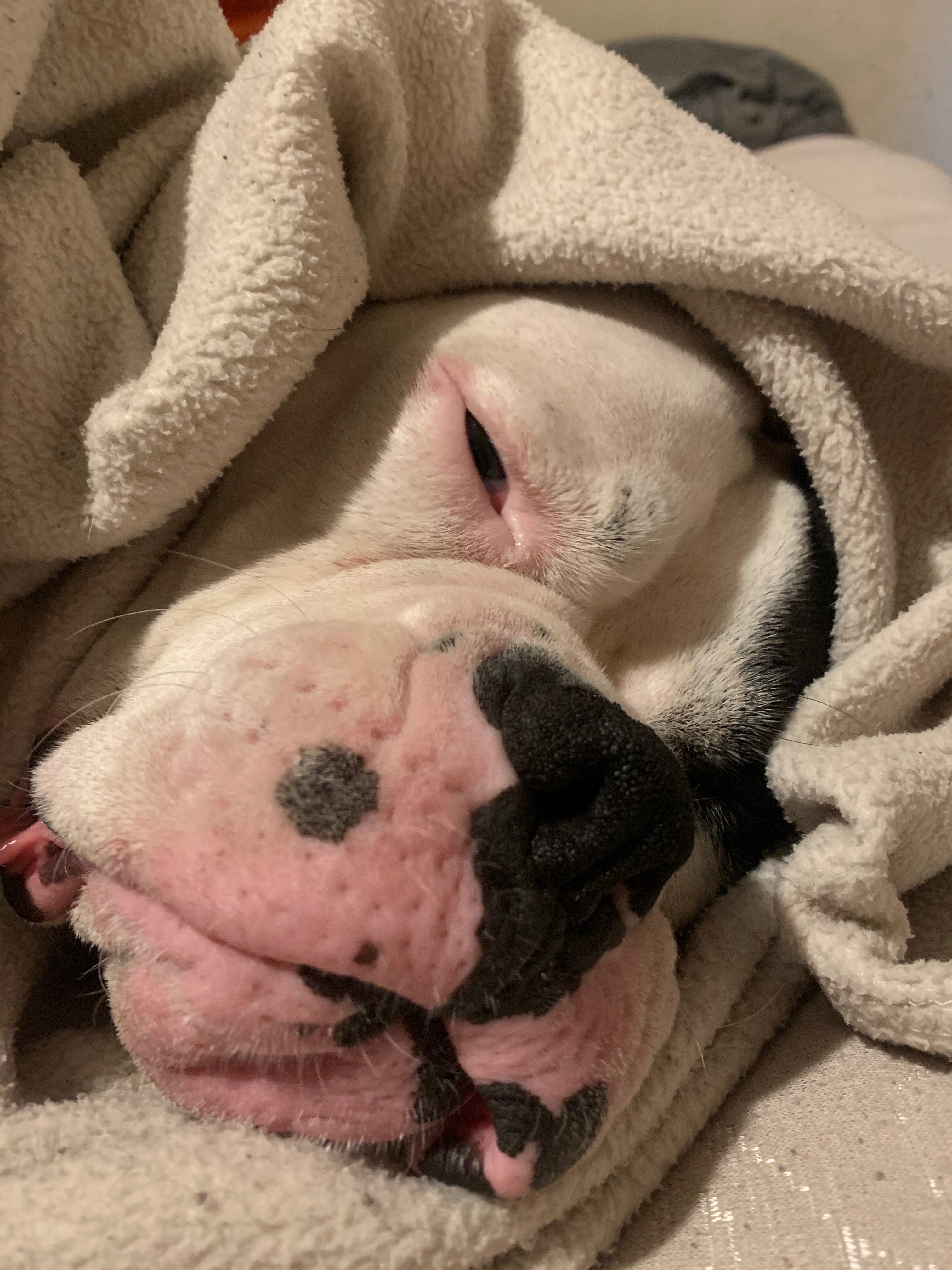 Help Hulk Recover from Emergency Surgery campaign photo, 4 of 8