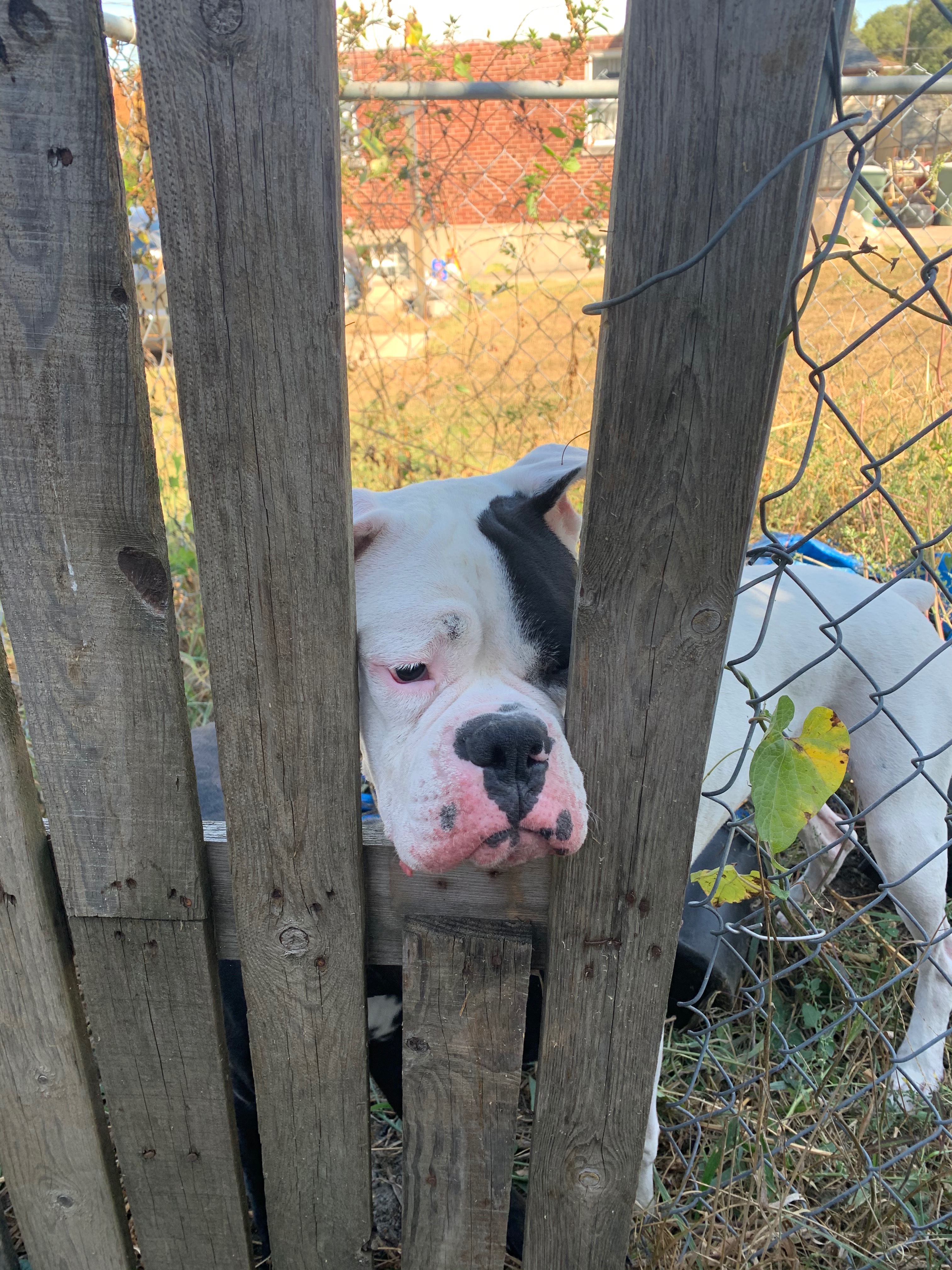 Help Hulk Recover from Emergency Surgery campaign photo, 5 of 8