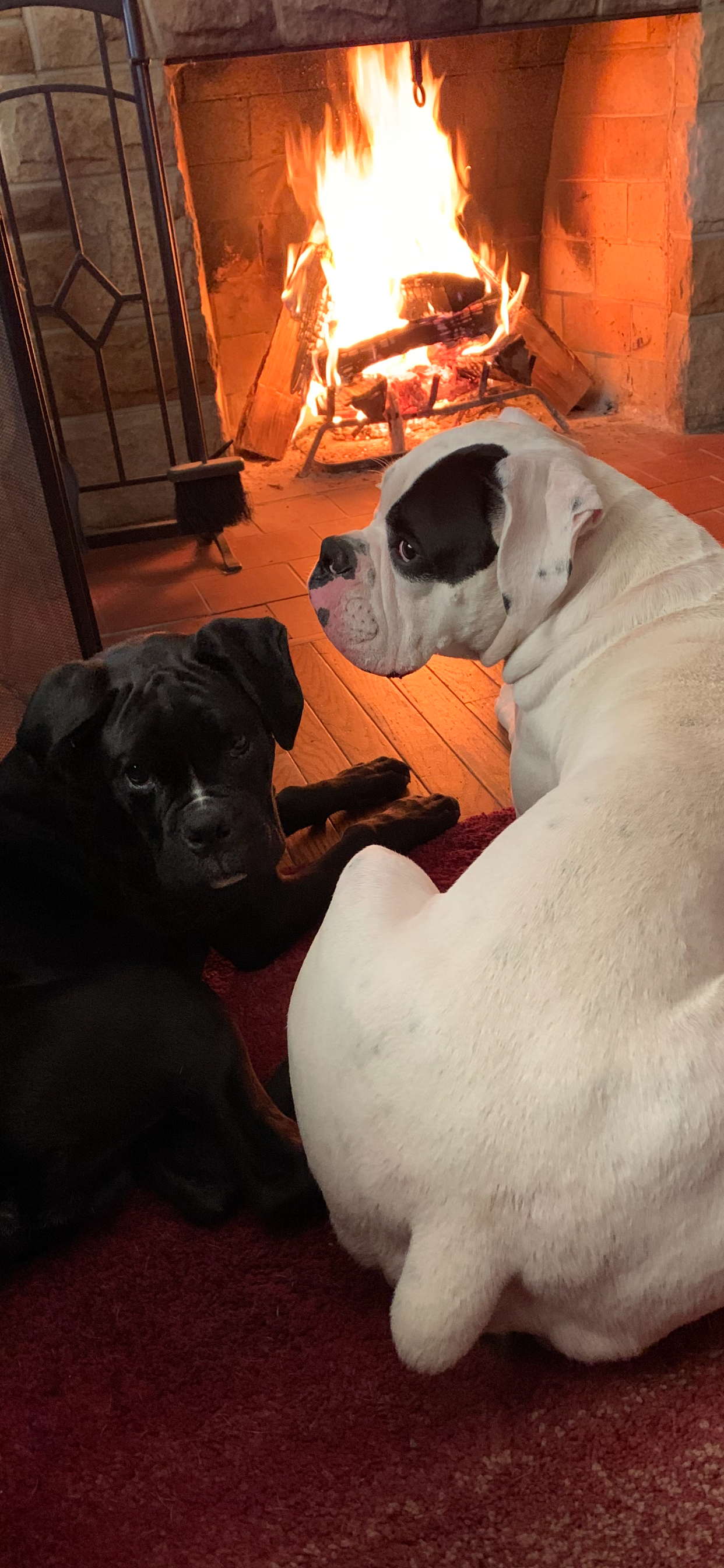 Help Hulk Recover from Emergency Surgery campaign photo, 6 of 8