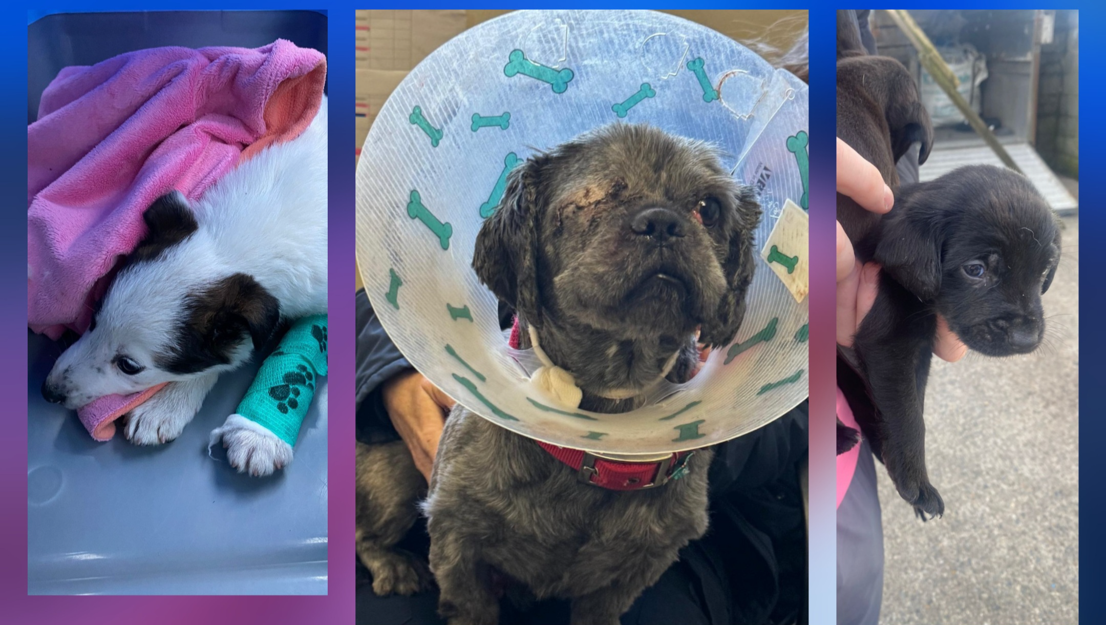 Fundraiser by Cara Rescue Dogs : Cara Rescue Dogs Funds Appeal