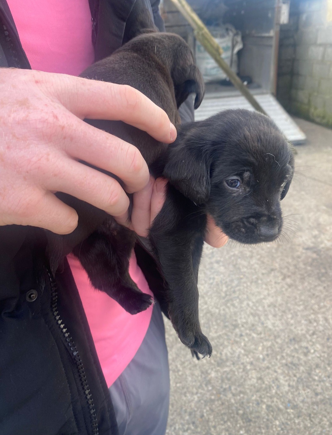 Fundraiser by Cara Rescue Dogs : Cara Rescue Dogs Funds Appeal