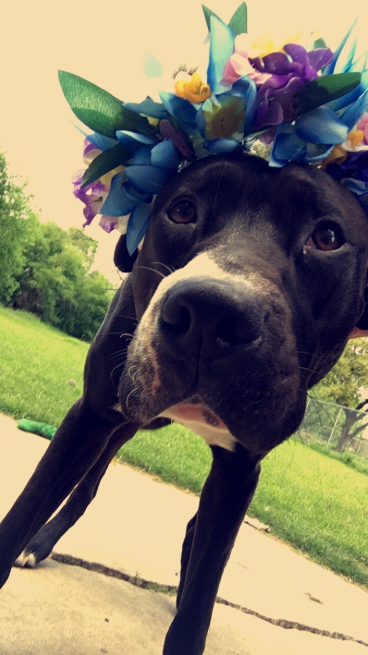 Help Dipper's Owner Recover from Vet Bills campaign photo, 2 of 4