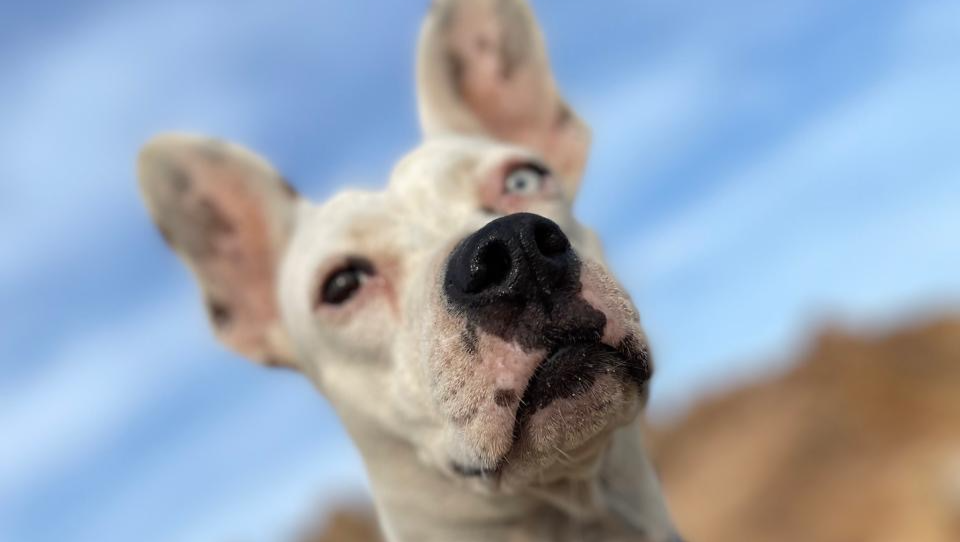 Help Paloma Fight Pancreatitis and Ehrlichia photo