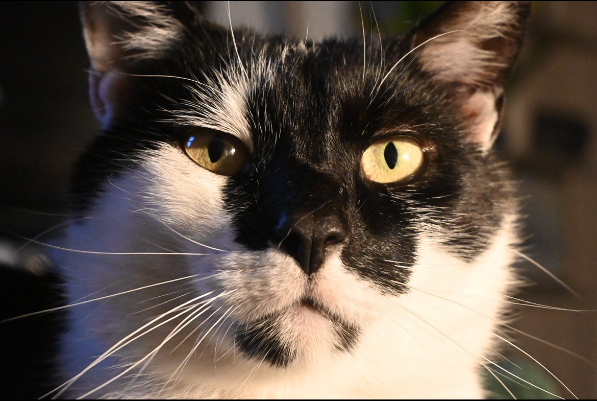 Dickie’s ultrasound and FNA campaign photo, 6 of 8
