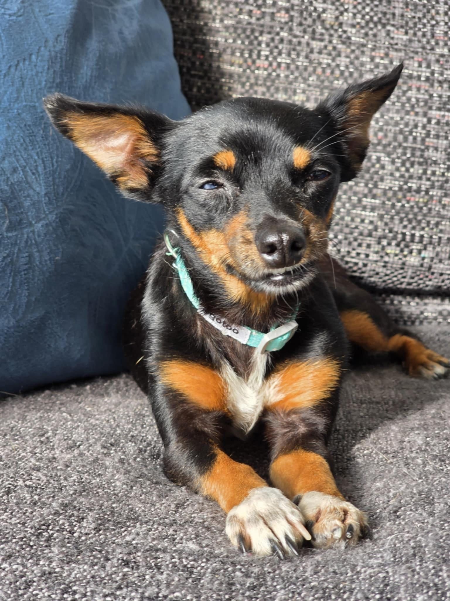 Ruby needs a scan to see why she has seizures campaign photo, 2 of 4