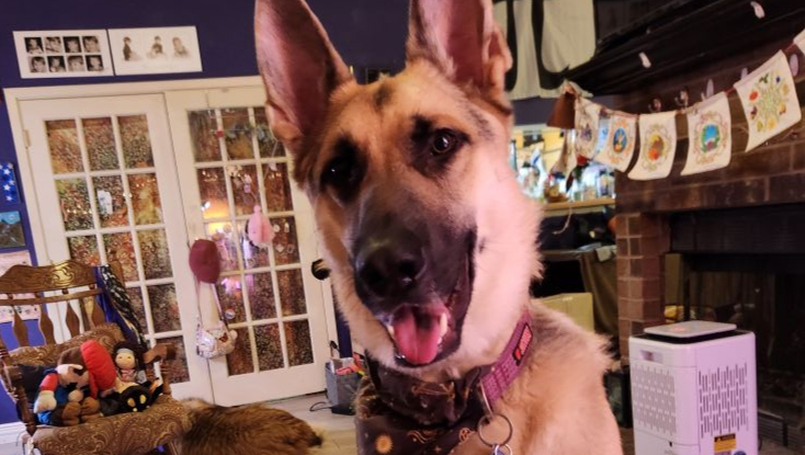 Help Heidi and Rufus Build a Sales Wagon photo
