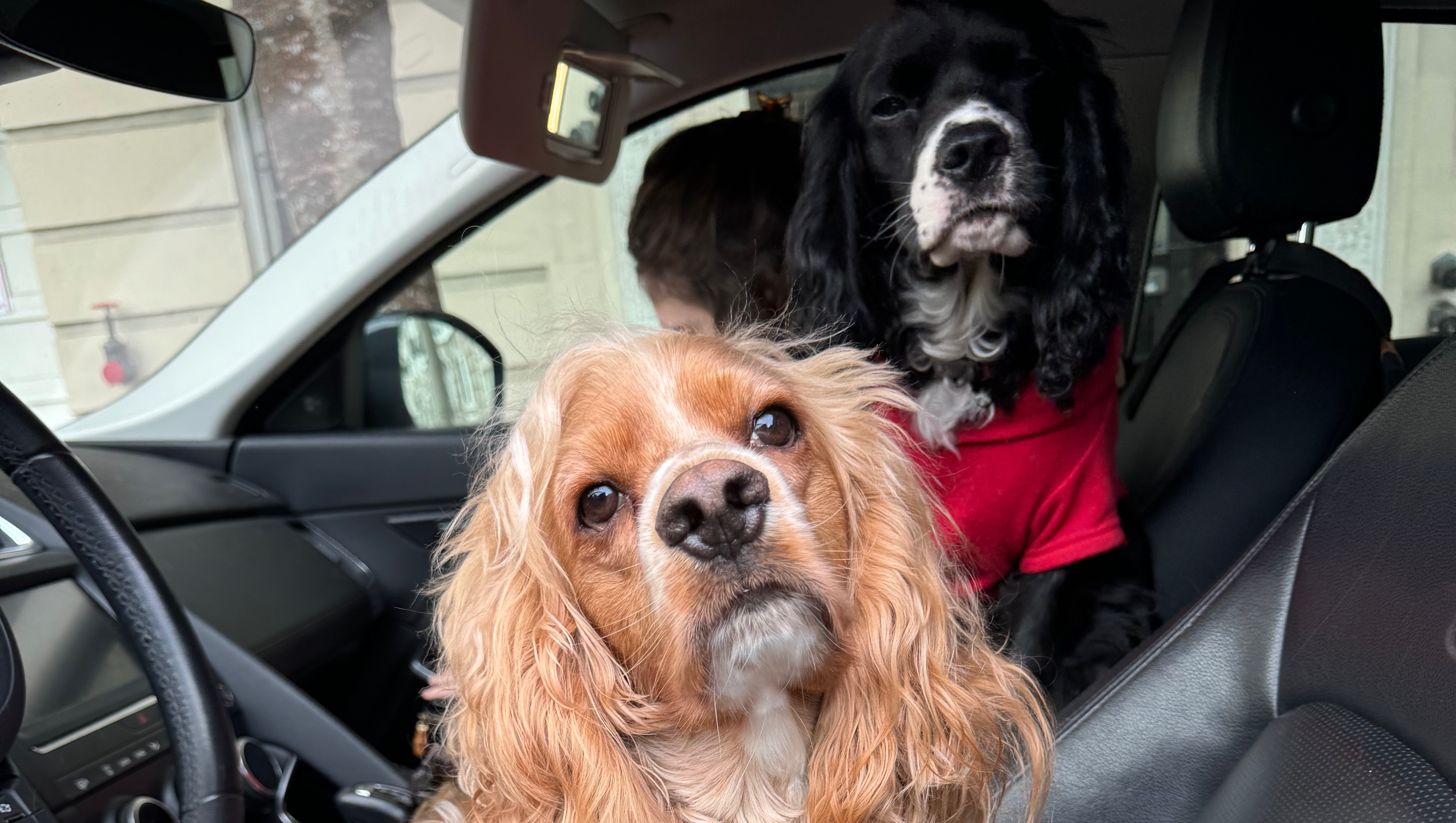 Help Muriel and Her Dogs Move Abroad photo