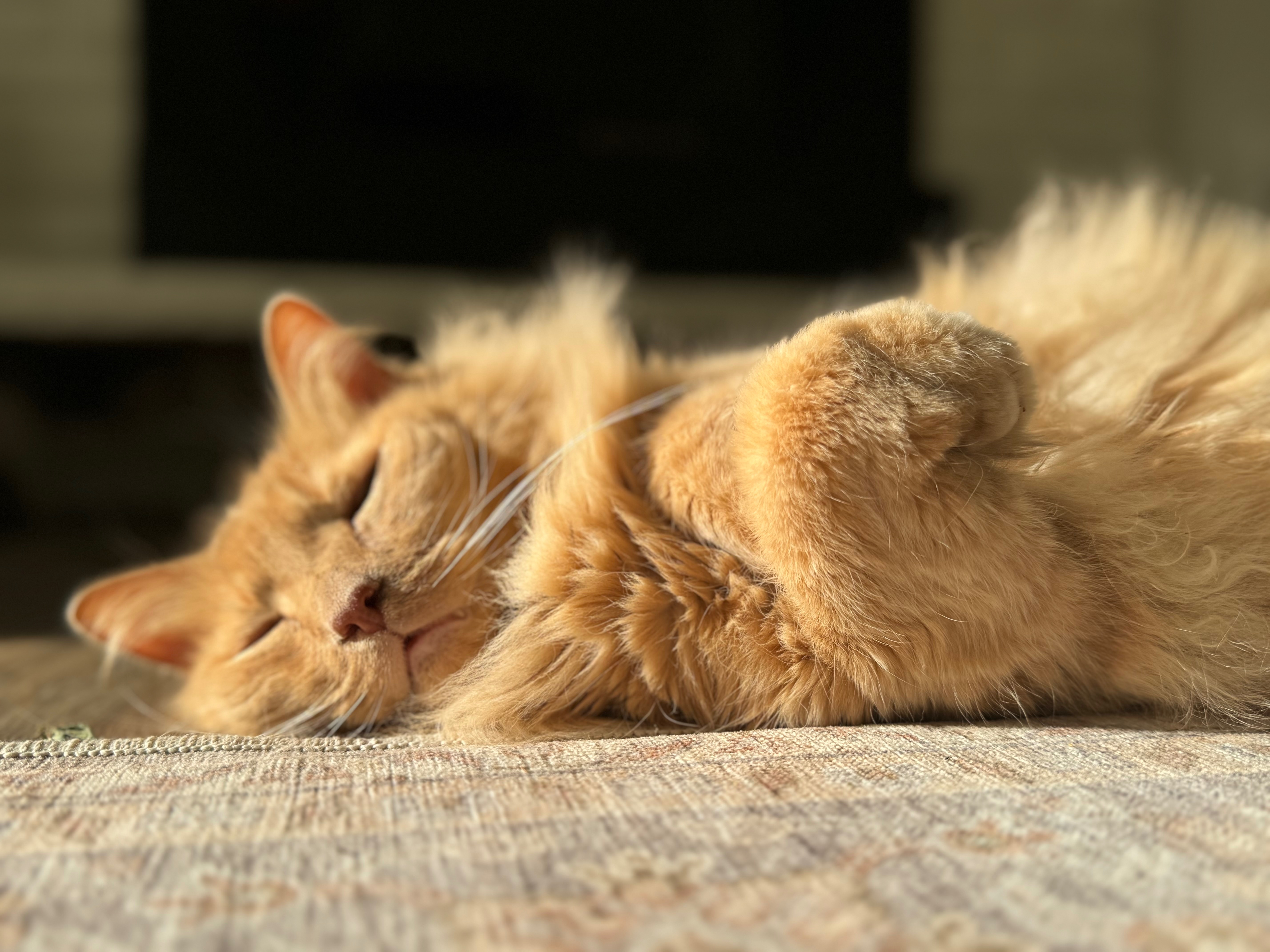 Help Beau Heal: Urgent Care for Our Loving Cat campaign photo, 7 of 8