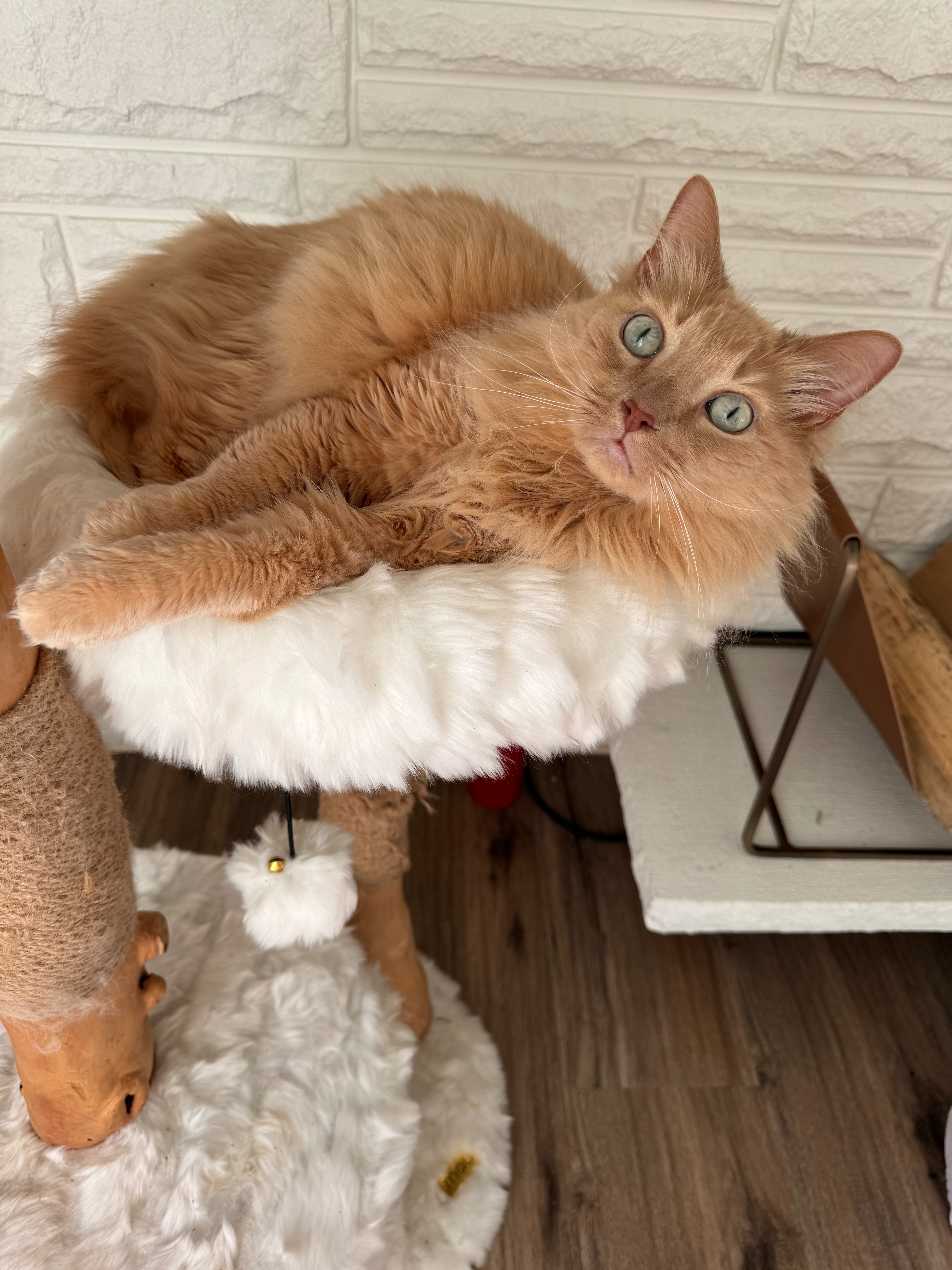 Help Beau Heal: Urgent Care for Our Loving Cat campaign photo, 2 of 8