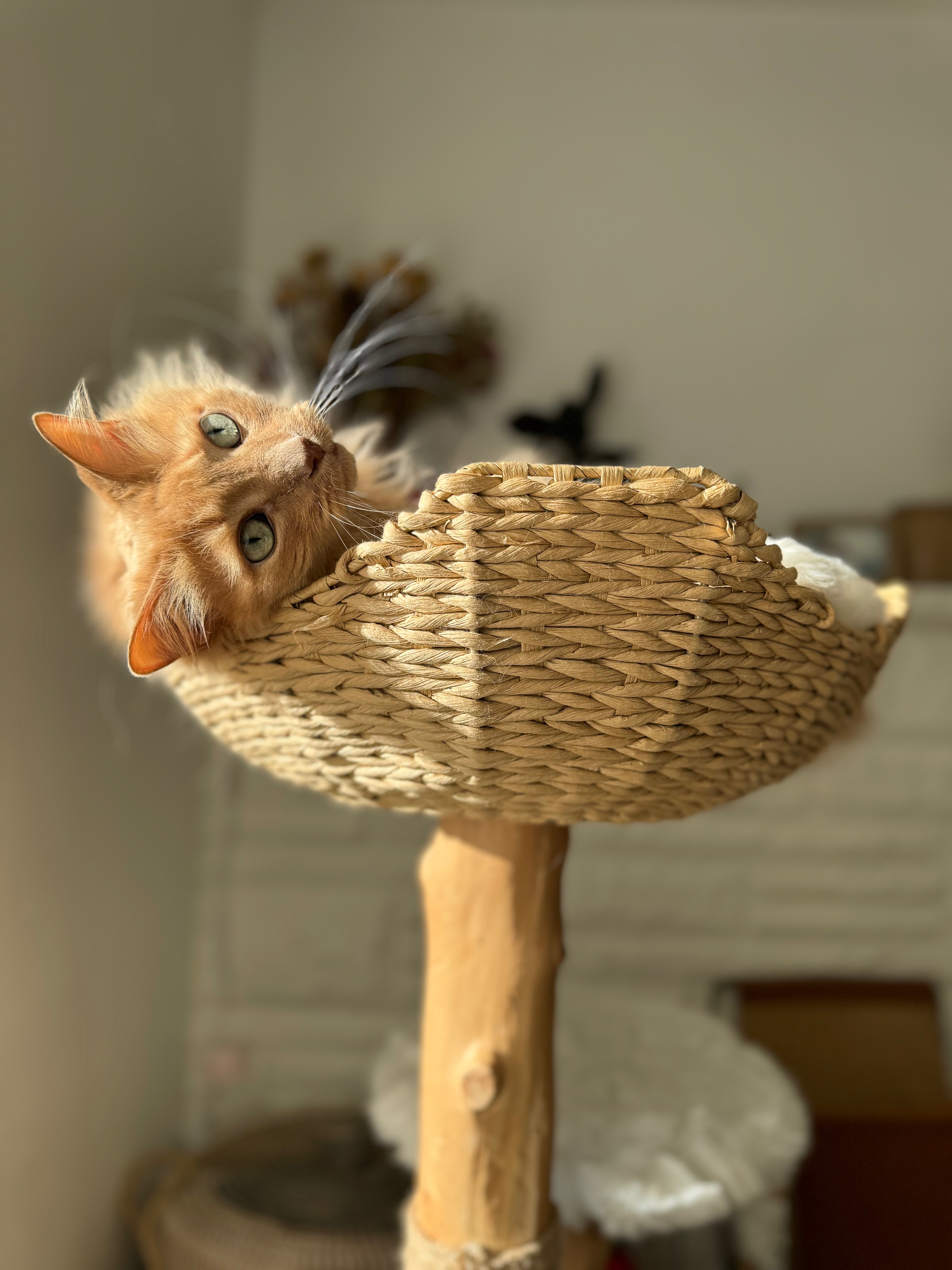 Help Beau Heal: Urgent Care for Our Loving Cat campaign photo, 4 of 8