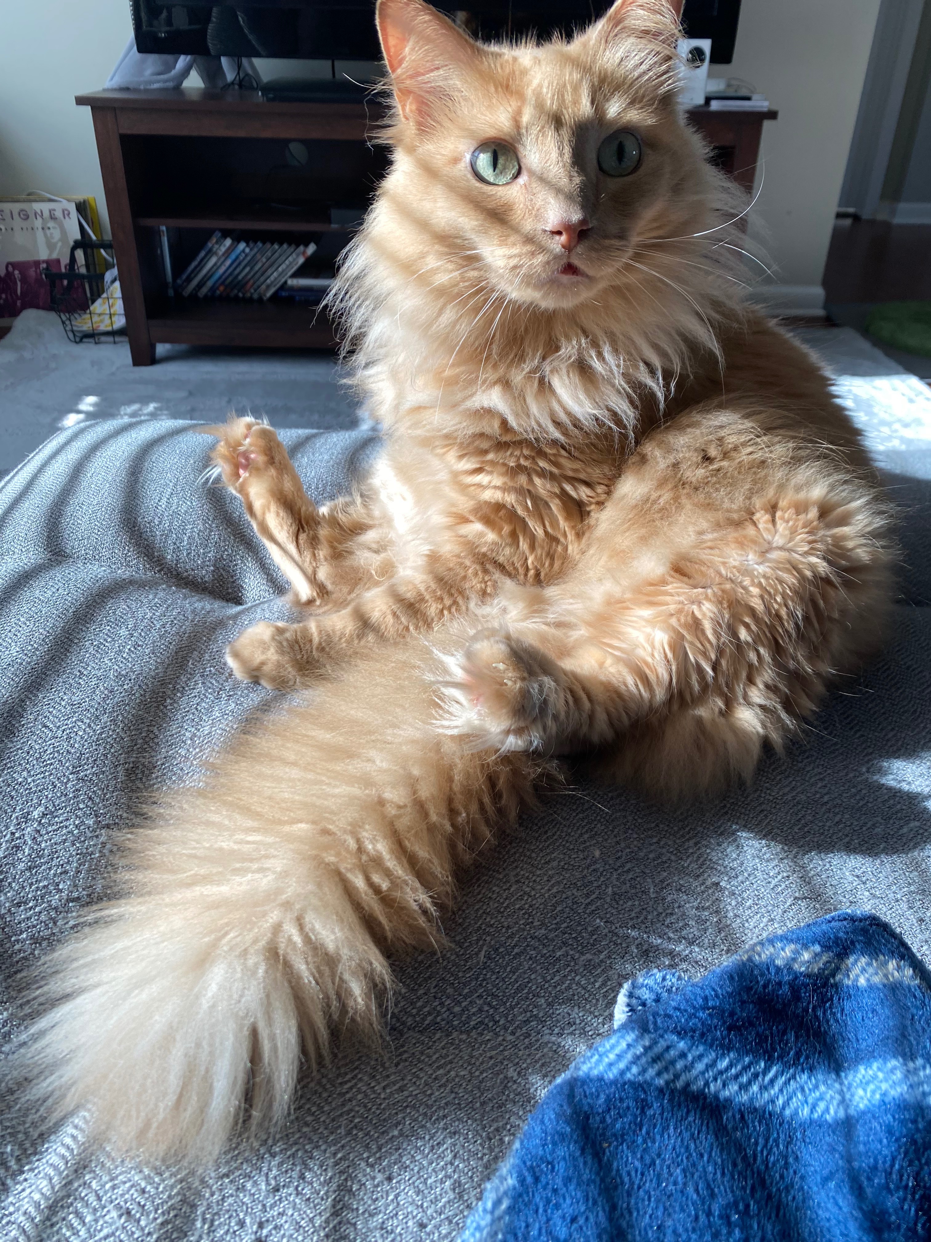 Help Beau Heal: Urgent Care for Our Loving Cat campaign photo, 5 of 8
