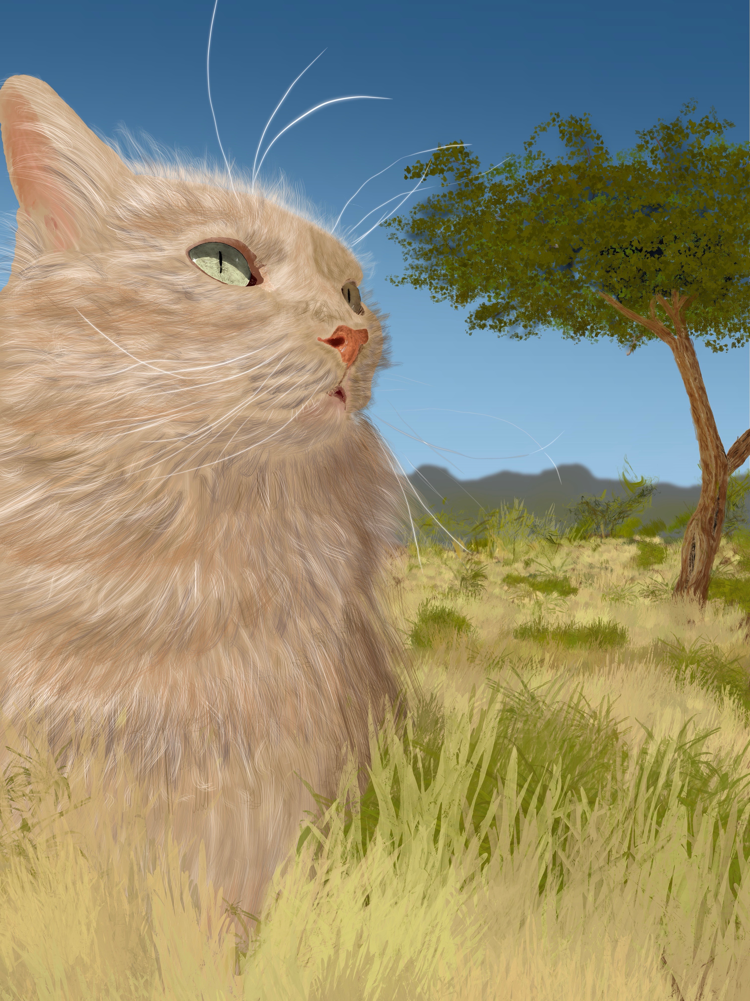 Help Beau Heal: Urgent Care for Our Loving Cat campaign photo, 6 of 8