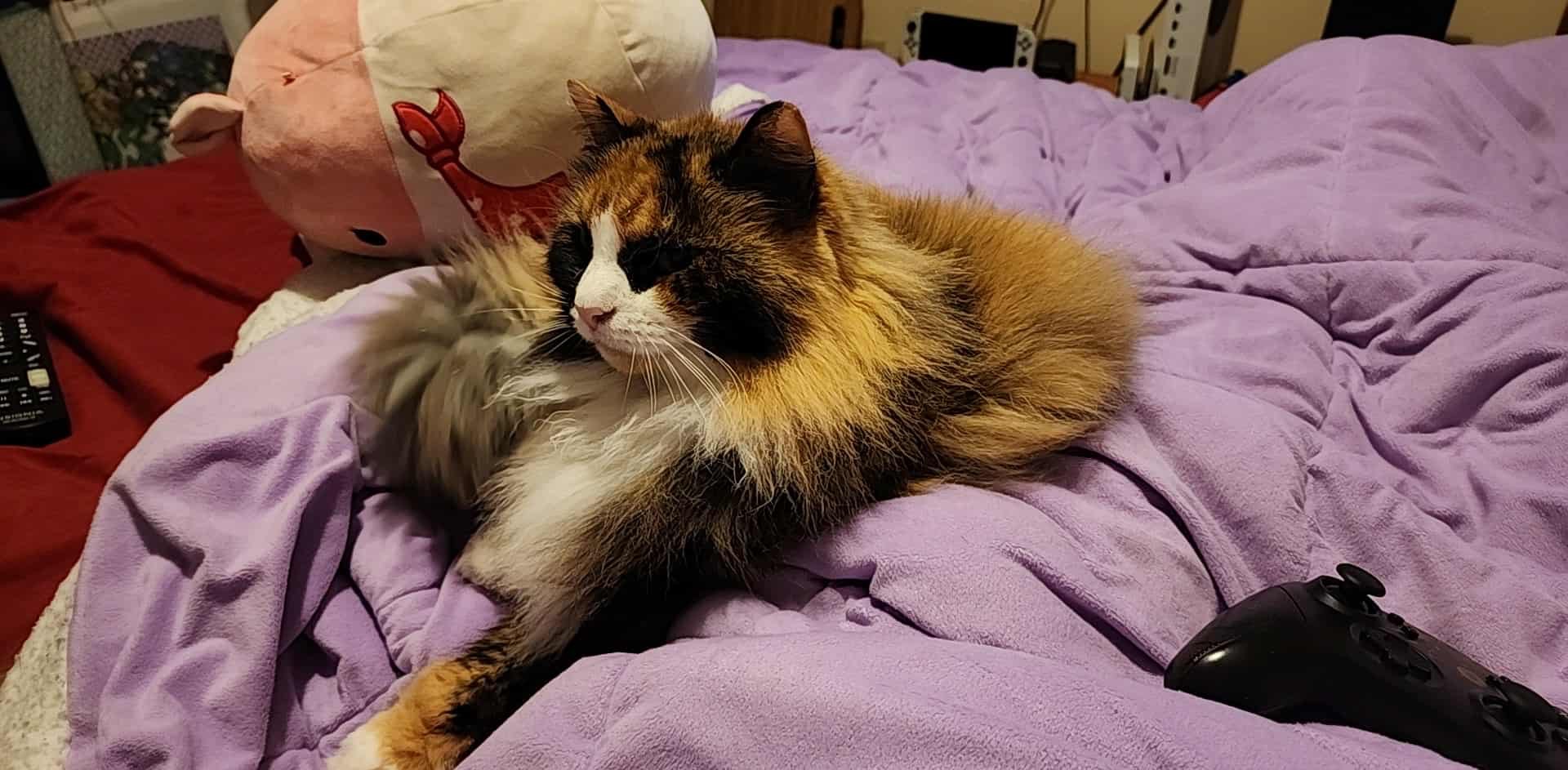 Help Syko Get the Urgent Vet Care She Needs campaign photo, 6 of 7