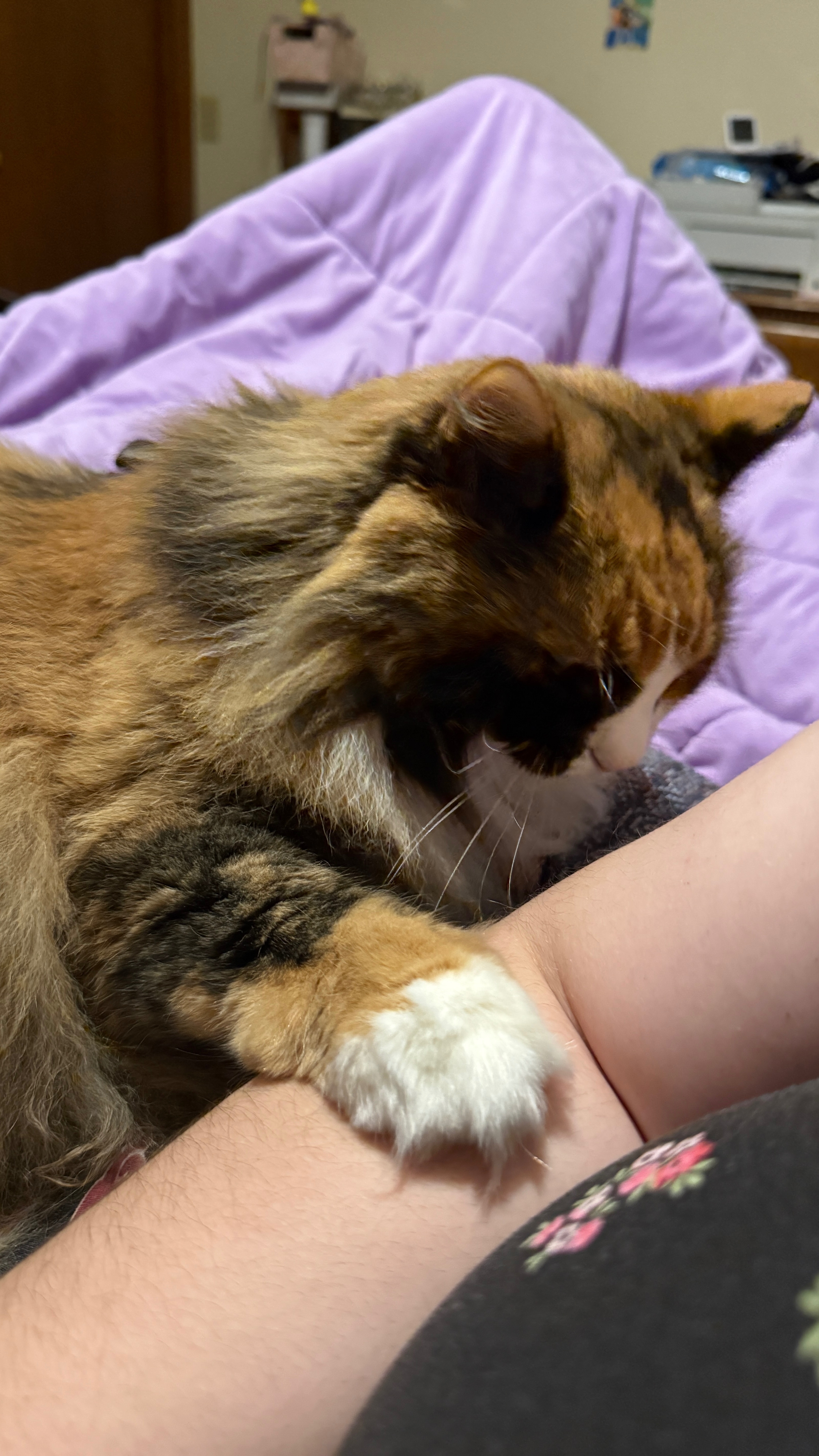 Help Syko Get the Urgent Vet Care She Needs campaign photo, 4 of 7