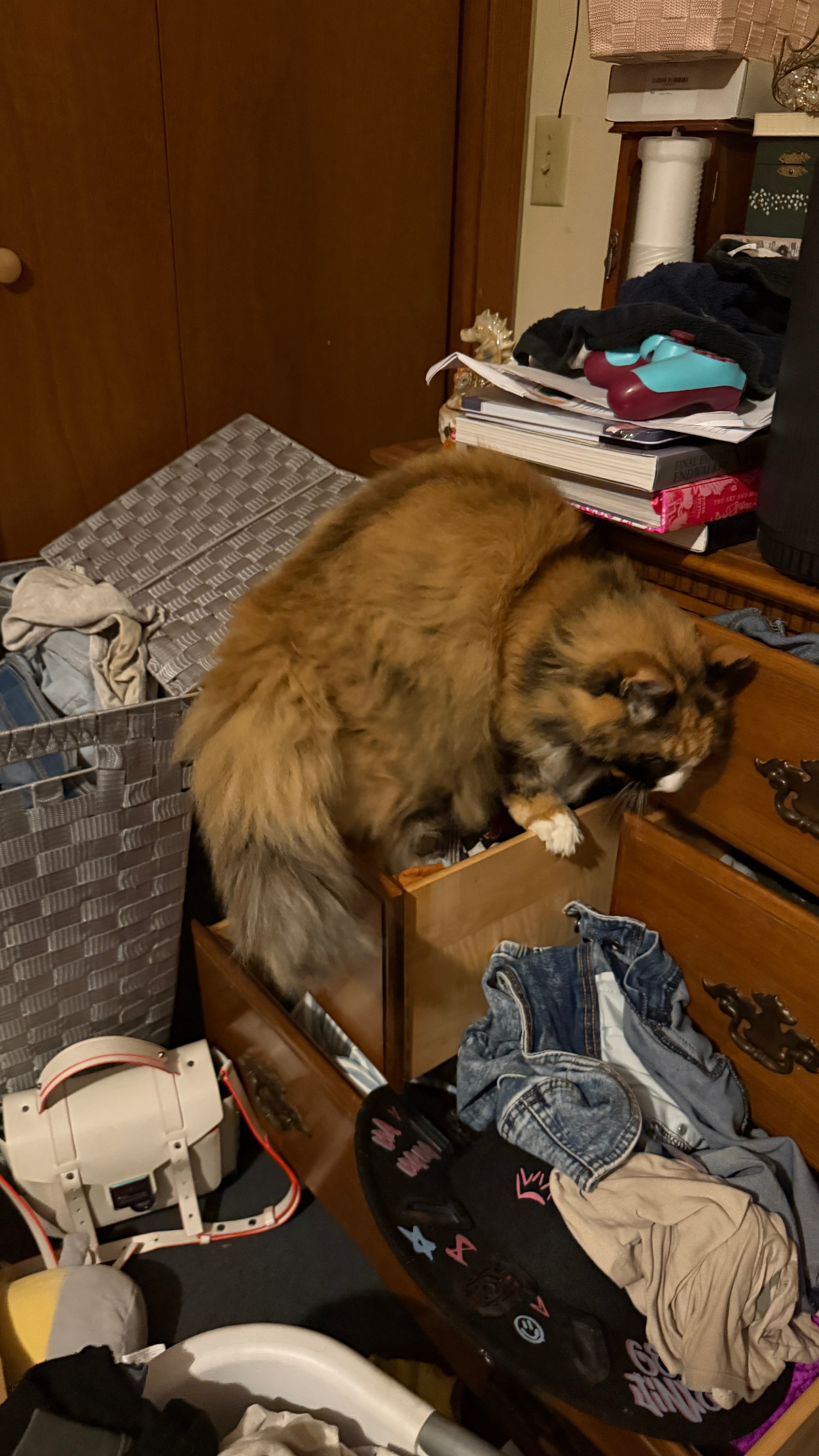 Help Syko Get the Urgent Vet Care She Needs campaign photo, 5 of 7