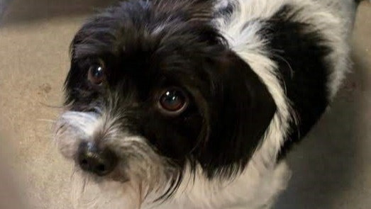 Please Help Fund Bandit's Tumor Removal. photo