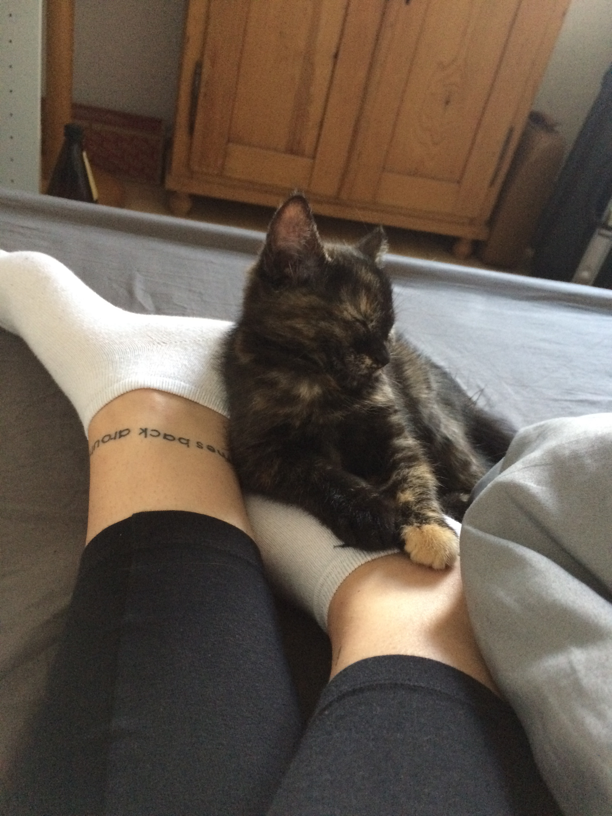 Spendenaufruf: Nach eigener Diagnose - Katze hat Lebertumor campaign photo, 7 of 8