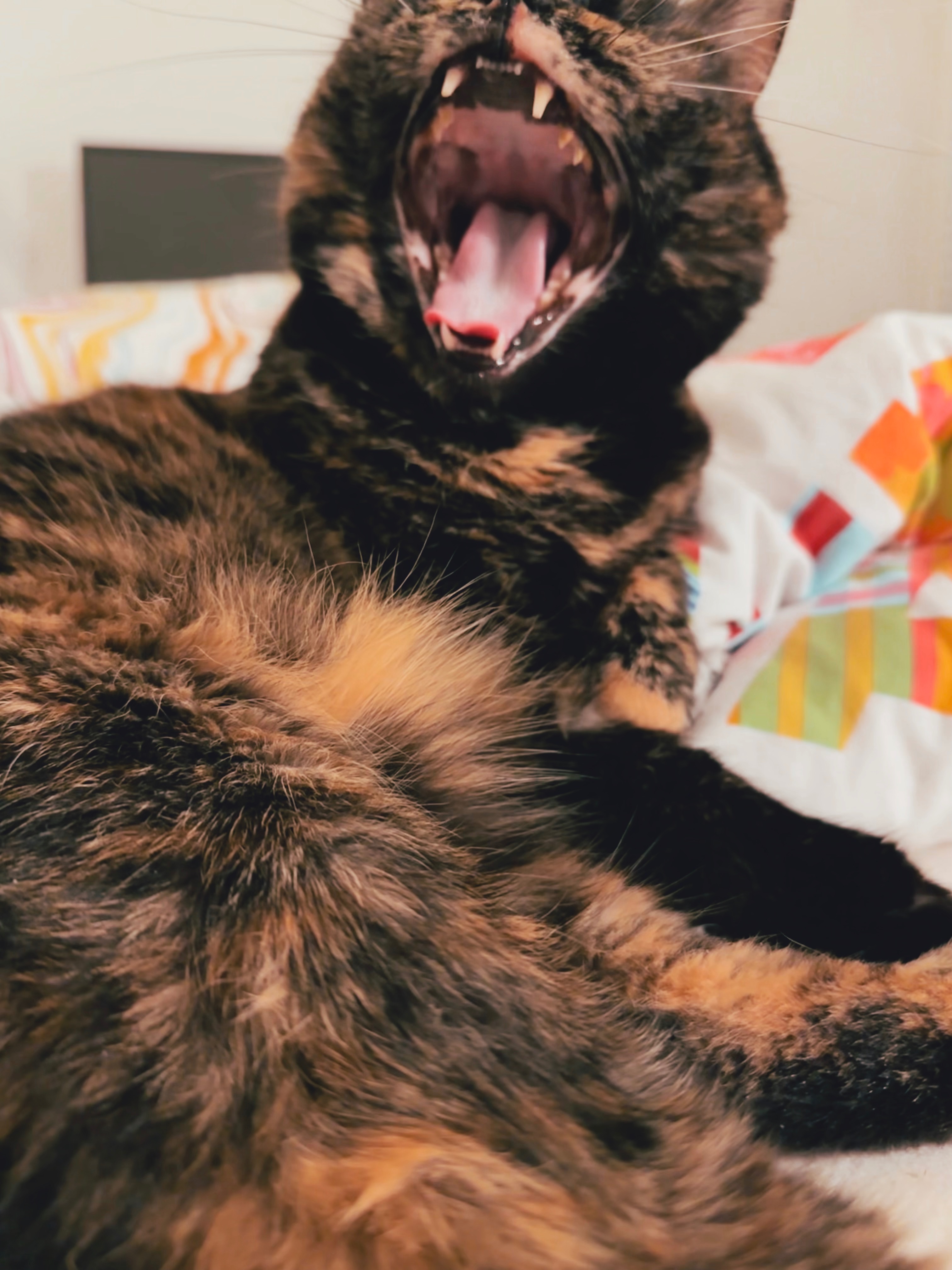 Spendenaufruf: Nach eigener Diagnose - Katze hat Lebertumor campaign photo, 2 of 8
