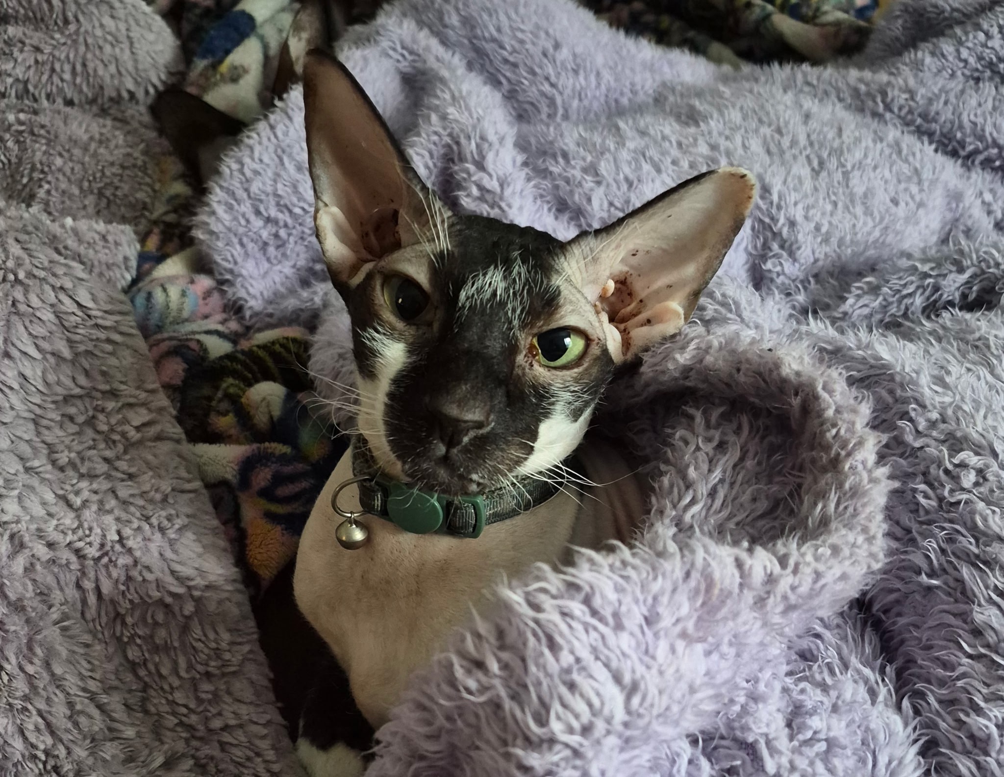 Help Dash the Peterbald Get Lifesaving Answers campaign photo, 4 of 5