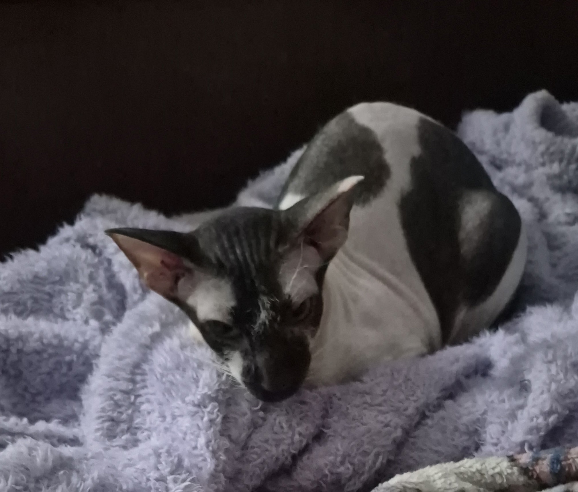 Help Dash the Peterbald Get Lifesaving Answers campaign photo, 2 of 5
