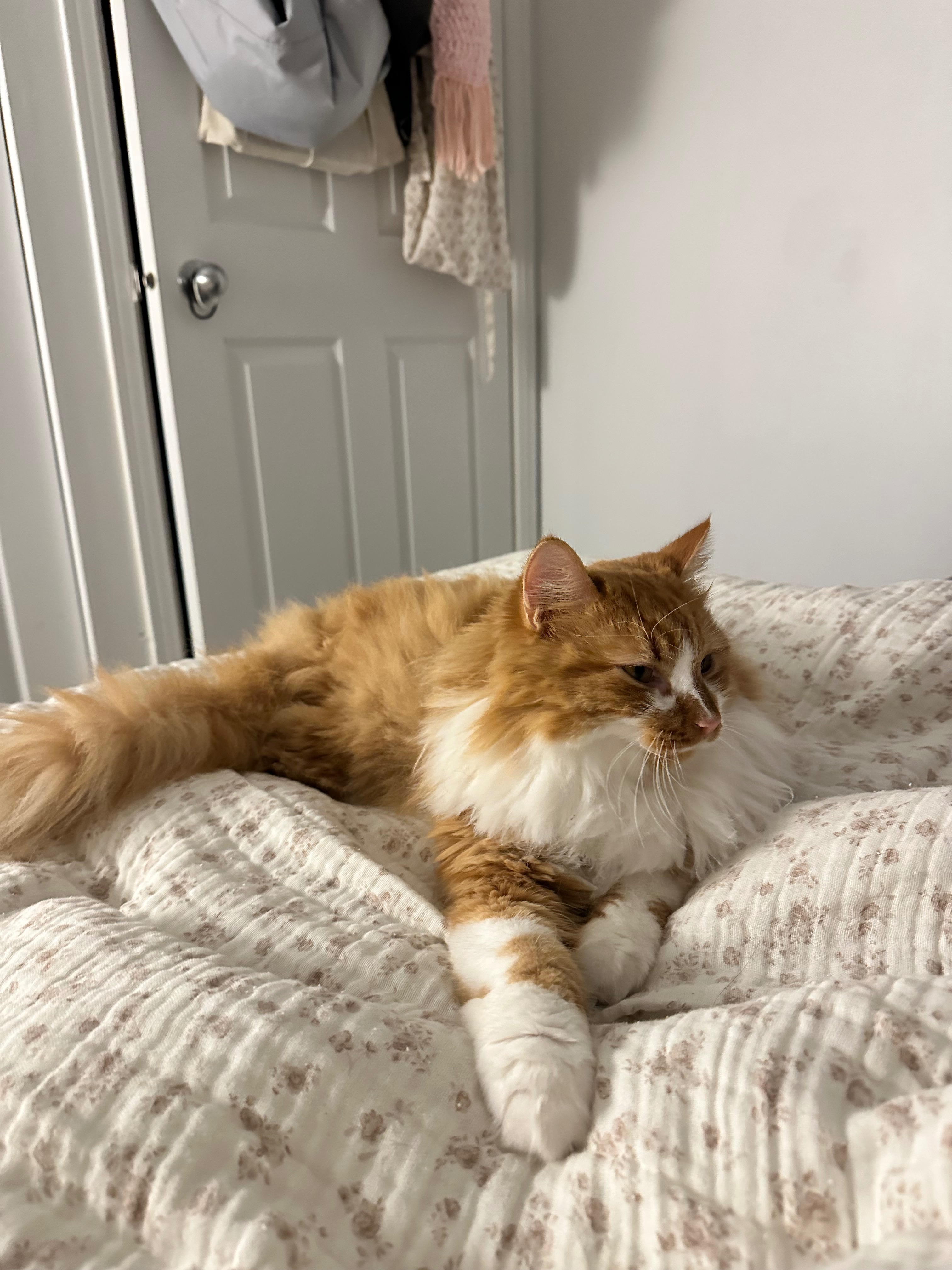 Help Mango with his emergency hospitalization campaign photo, 2 of 7
