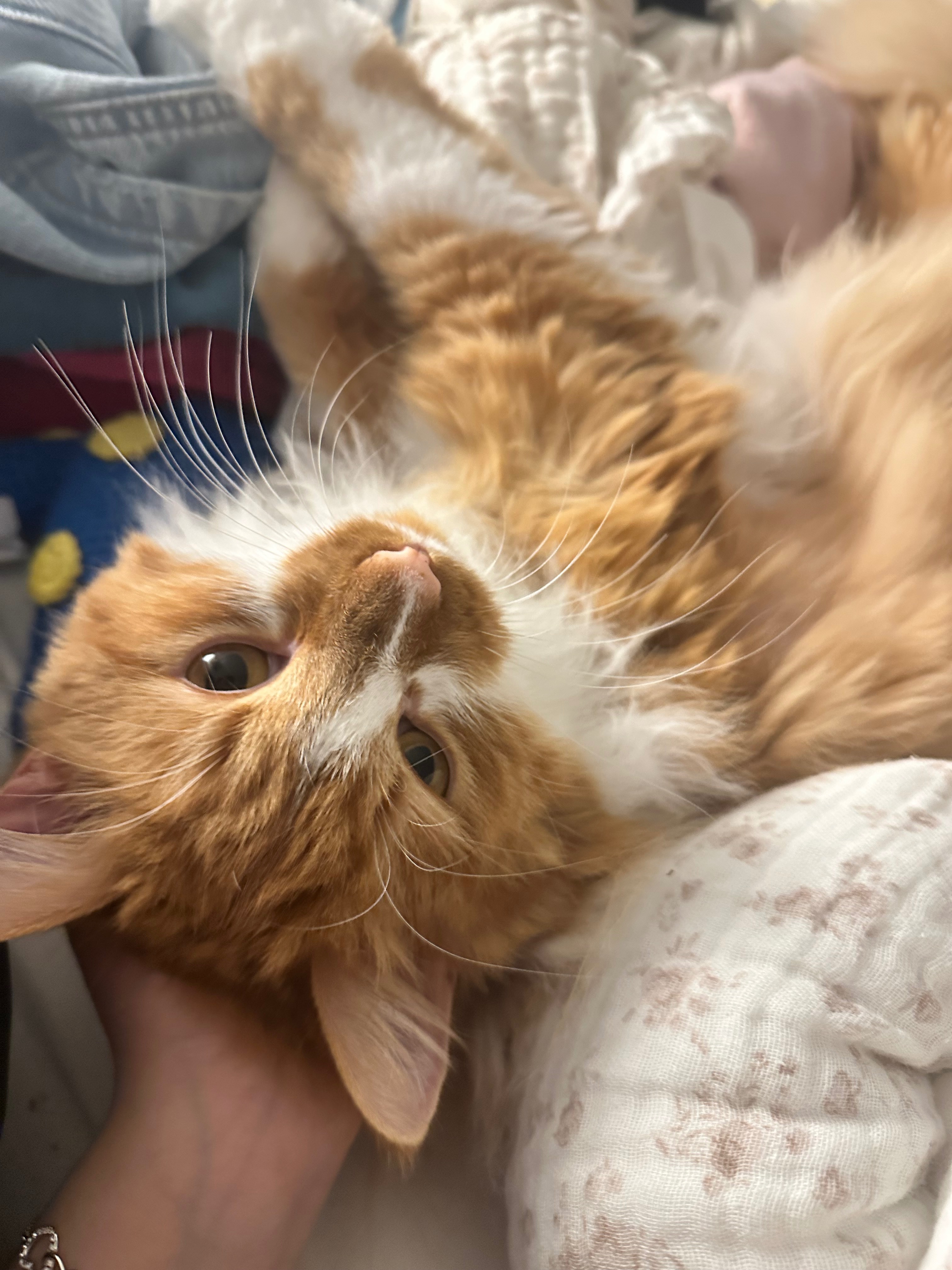 Help Mango with his emergency hospitalization campaign photo, 6 of 7